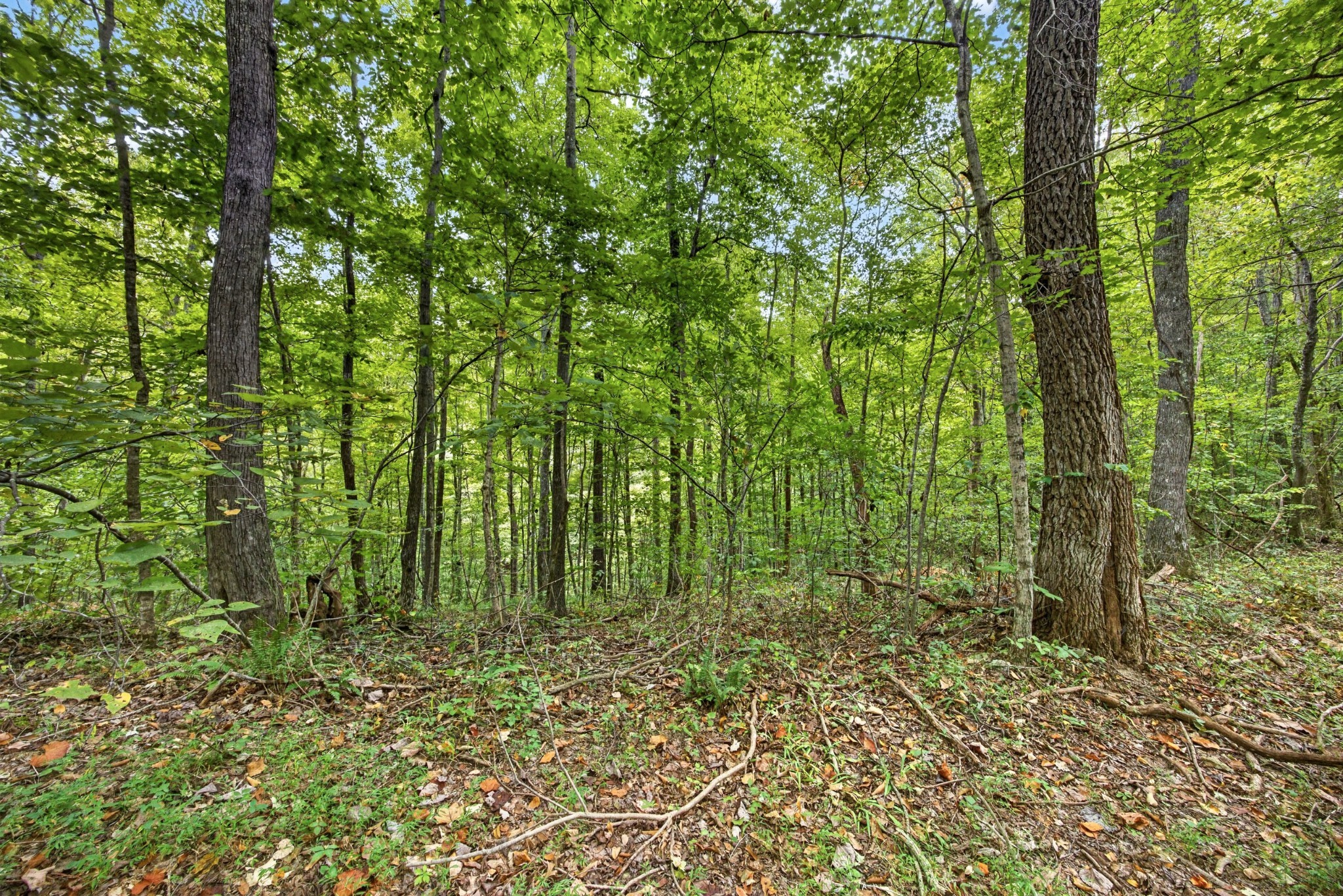 0 Timber Ridge Lane Property Photo 7