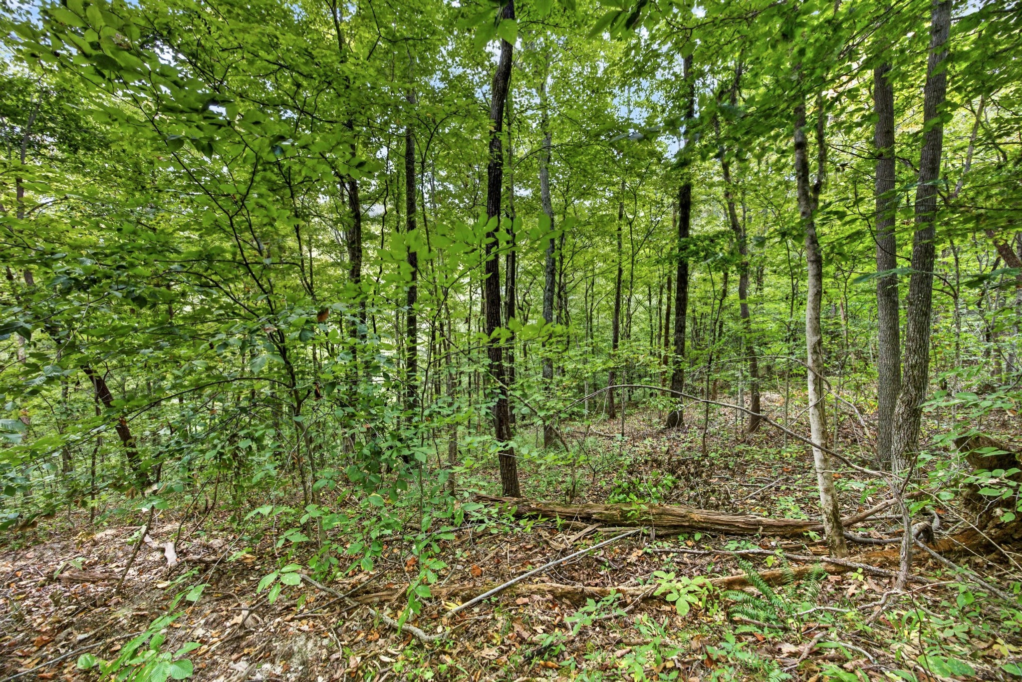 0 Timber Ridge Lane Property Photo 8