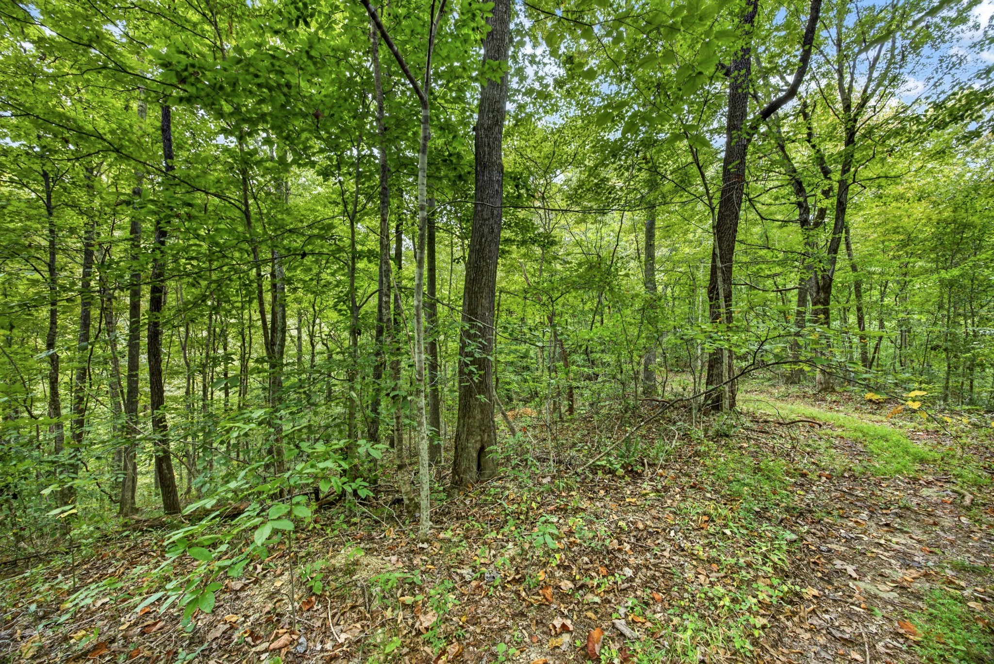 0 Timber Ridge Lane Property Photo 9