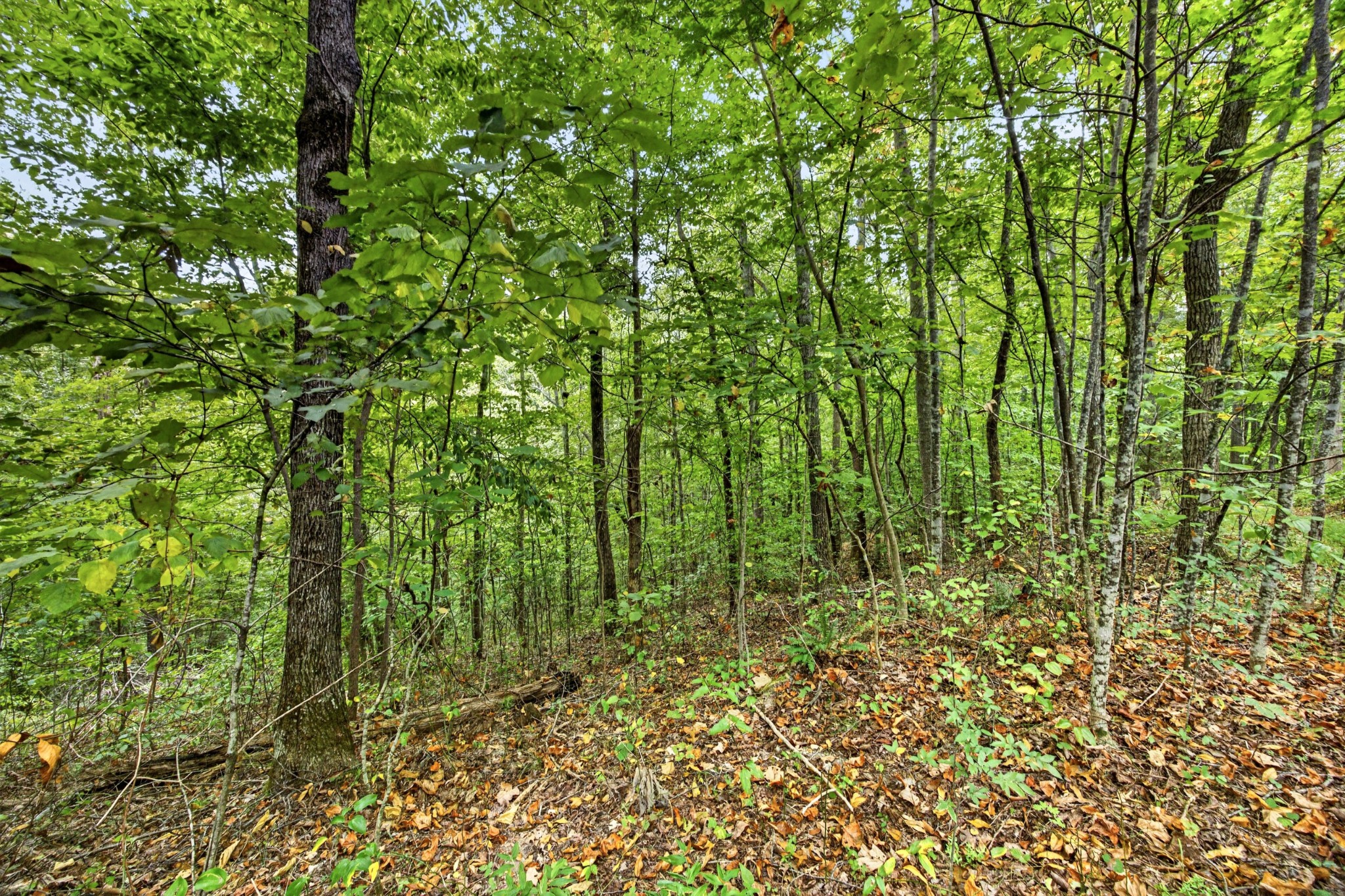 0 Timber Ridge Lane Property Photo 11