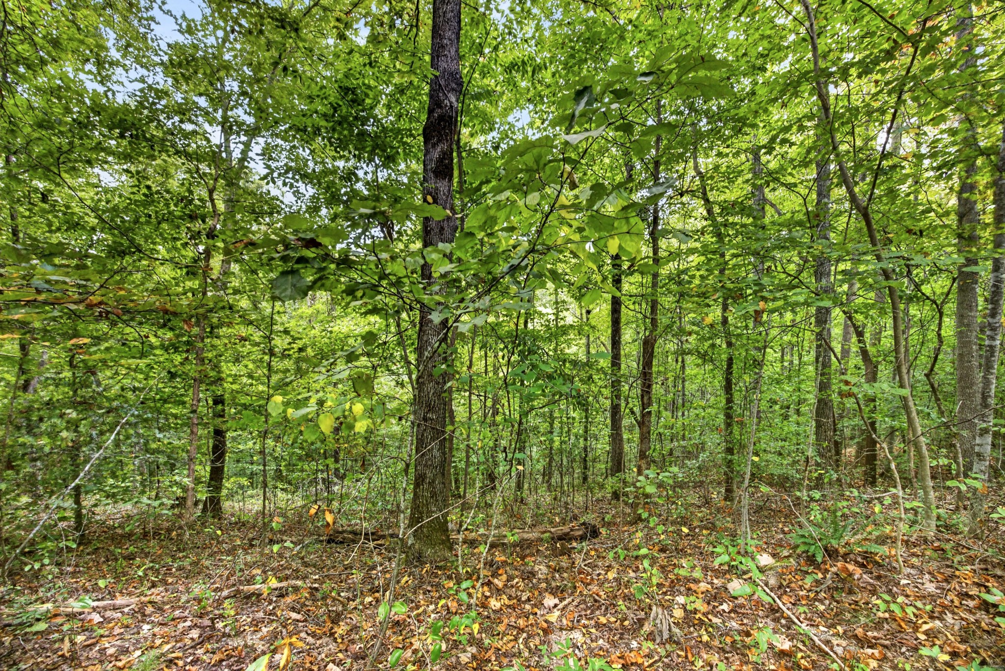 0 Timber Ridge Lane Property Photo 12
