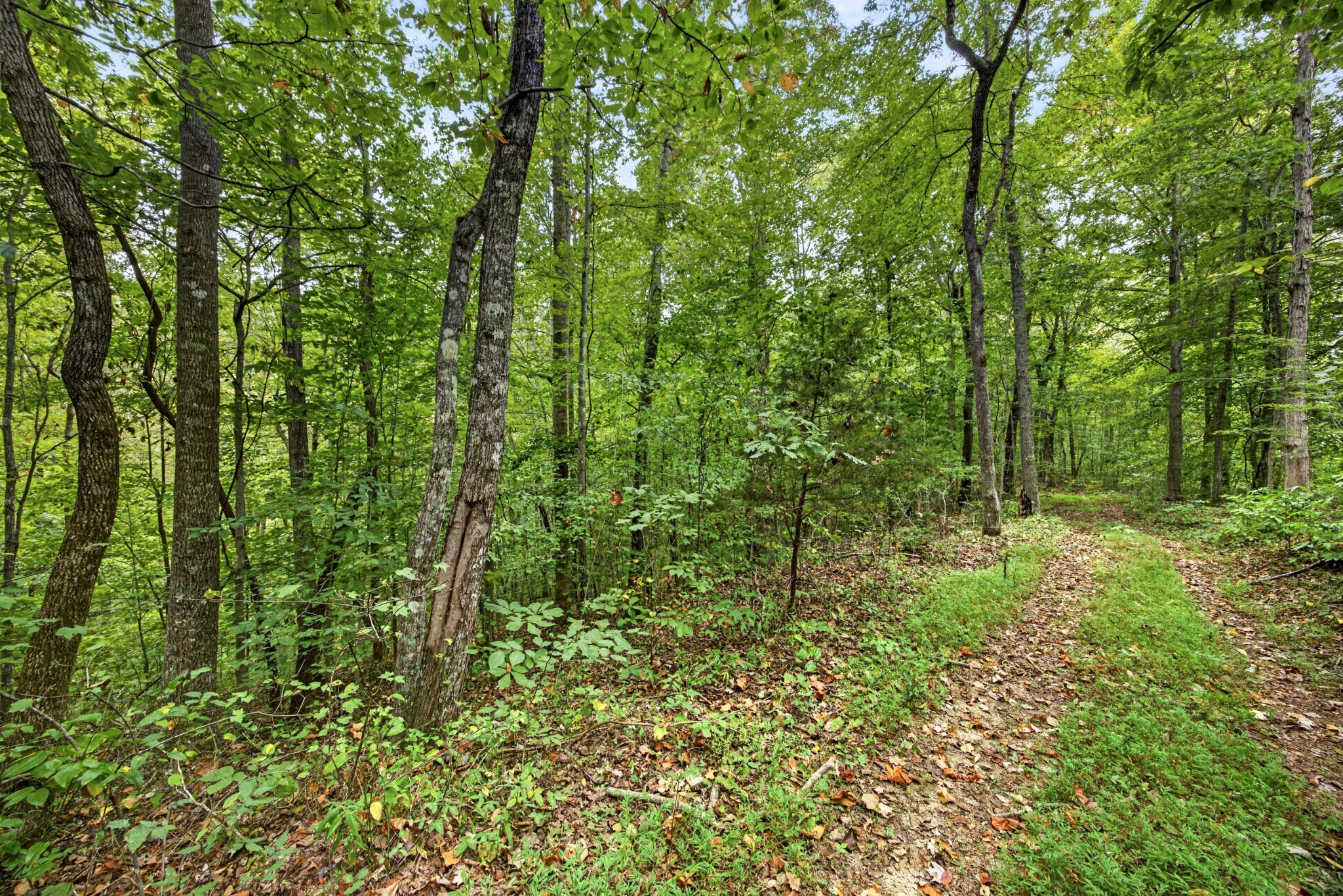 0 Timber Ridge Lane Property Photo 13