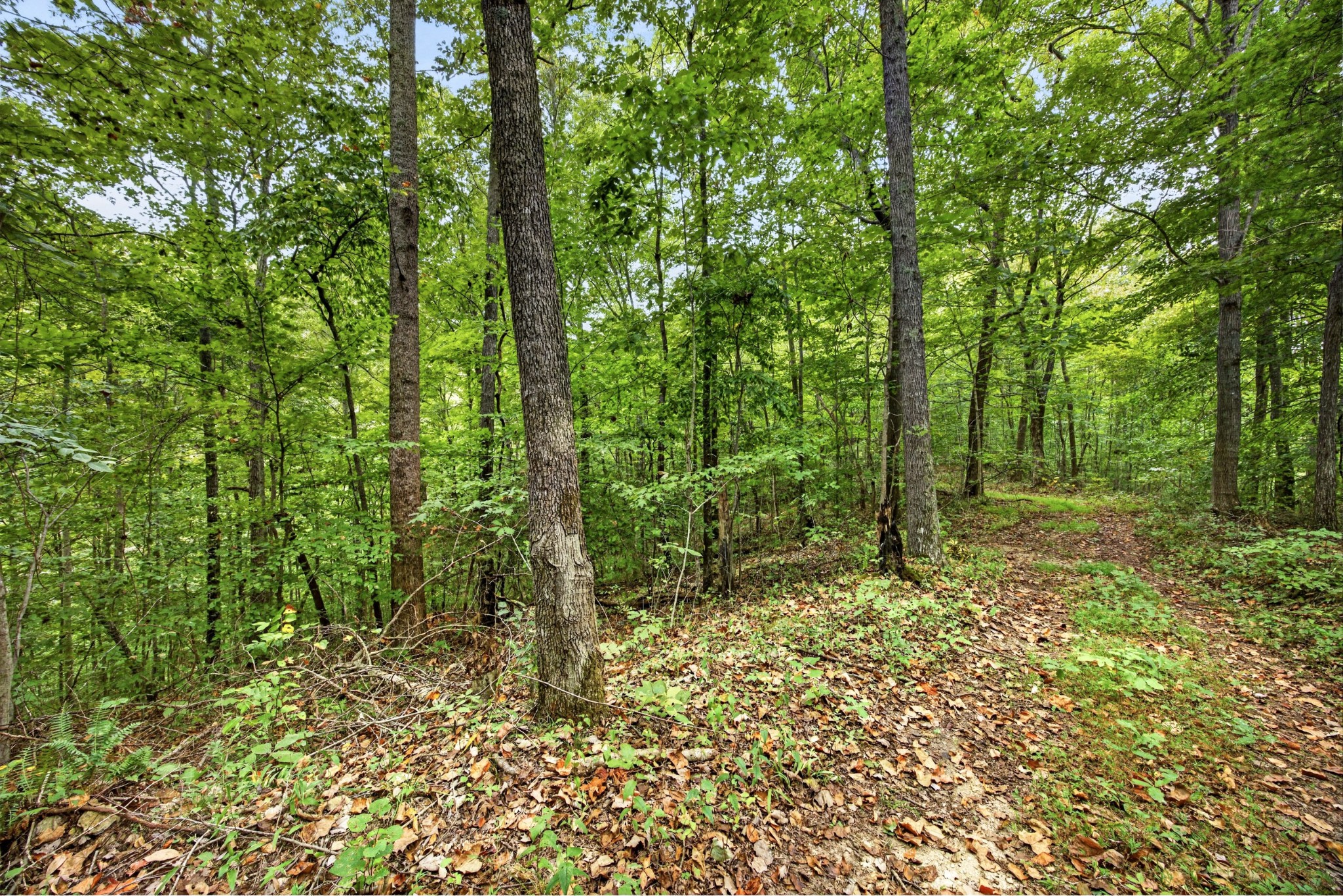 0 Timber Ridge Lane Property Photo 14