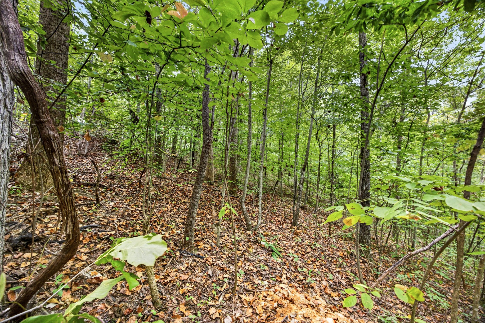 0 Timber Ridge Lane Property Photo 16