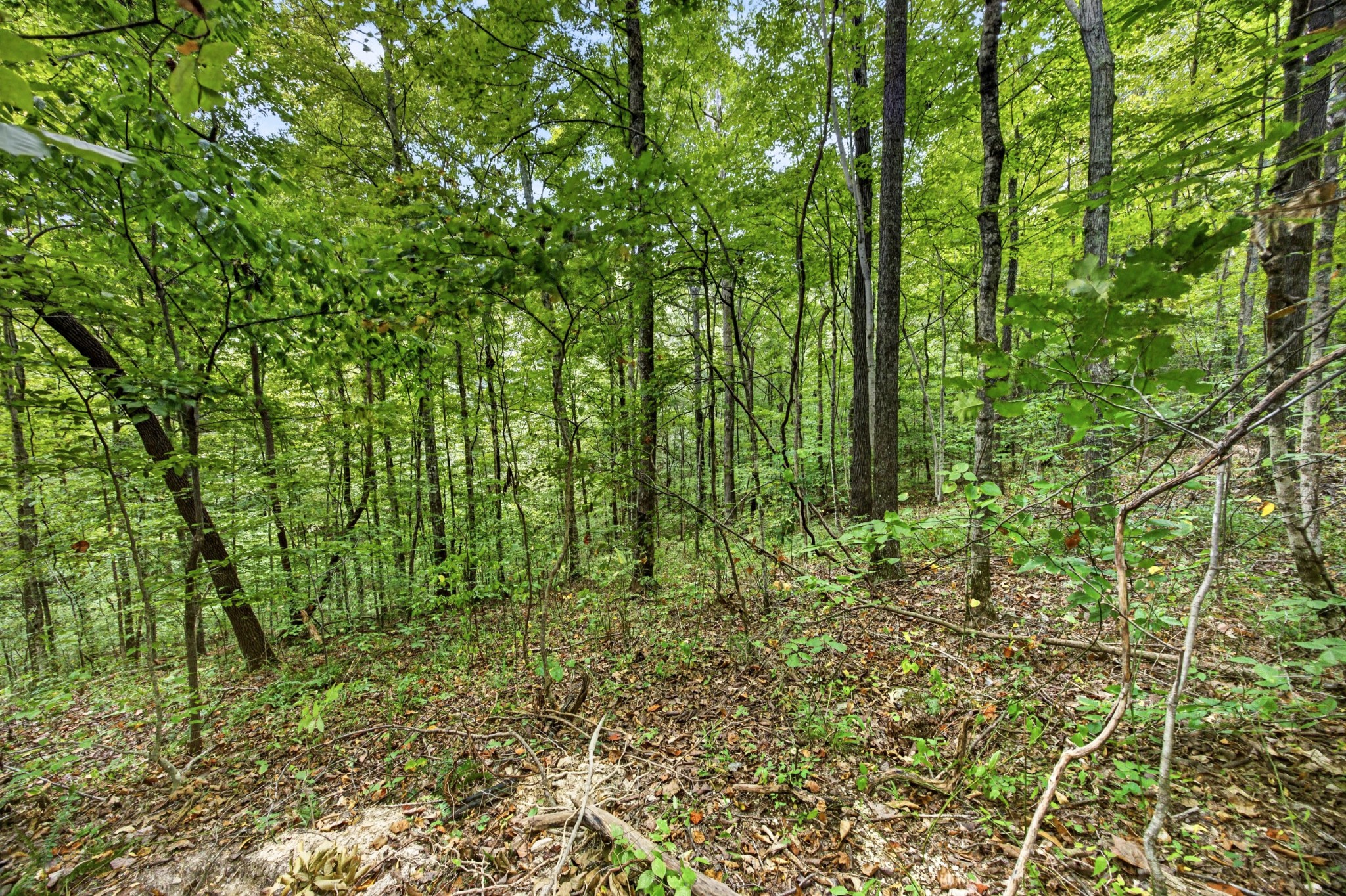 0 Timber Ridge Lane Property Photo 18