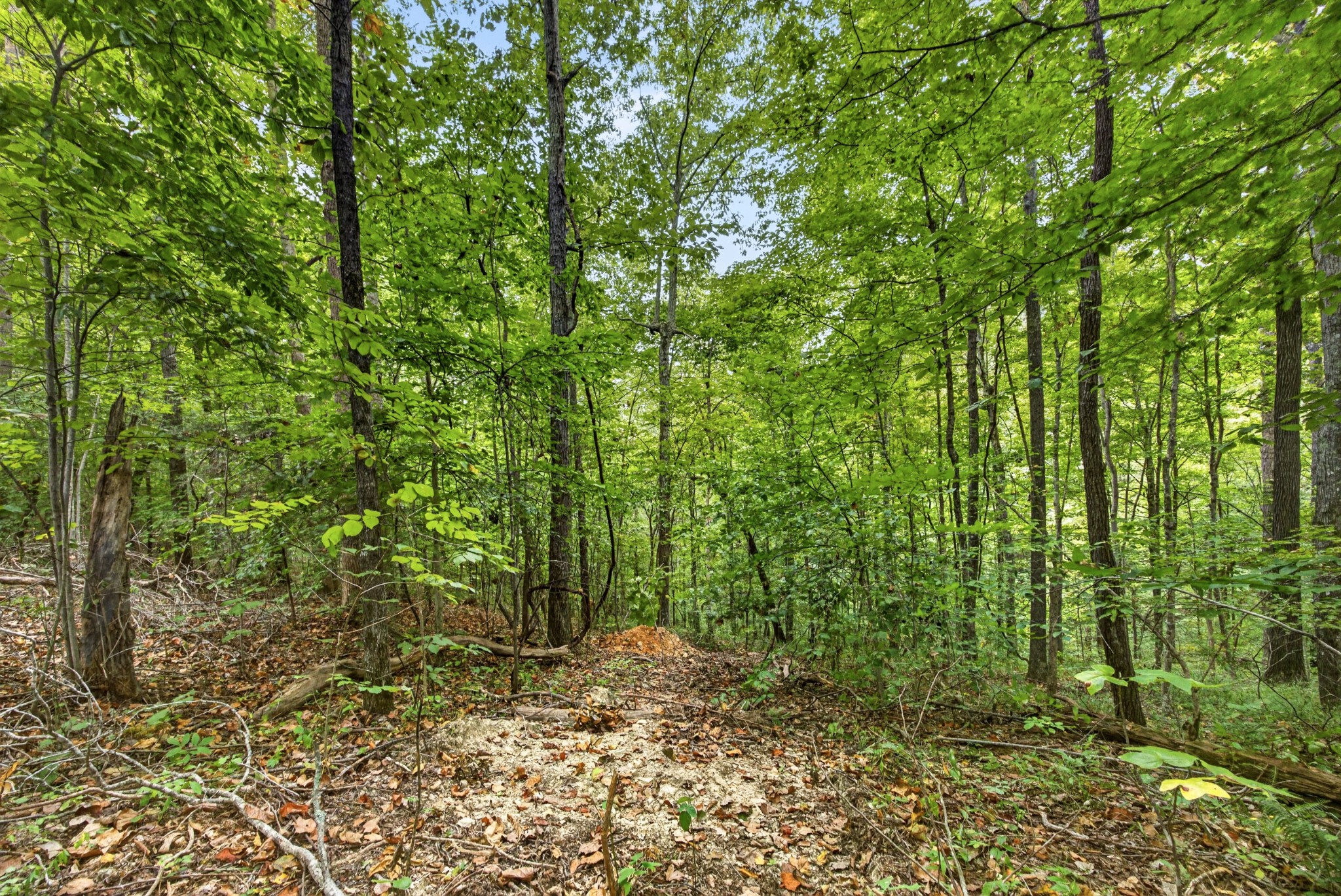 0 Timber Ridge Lane Property Photo 19