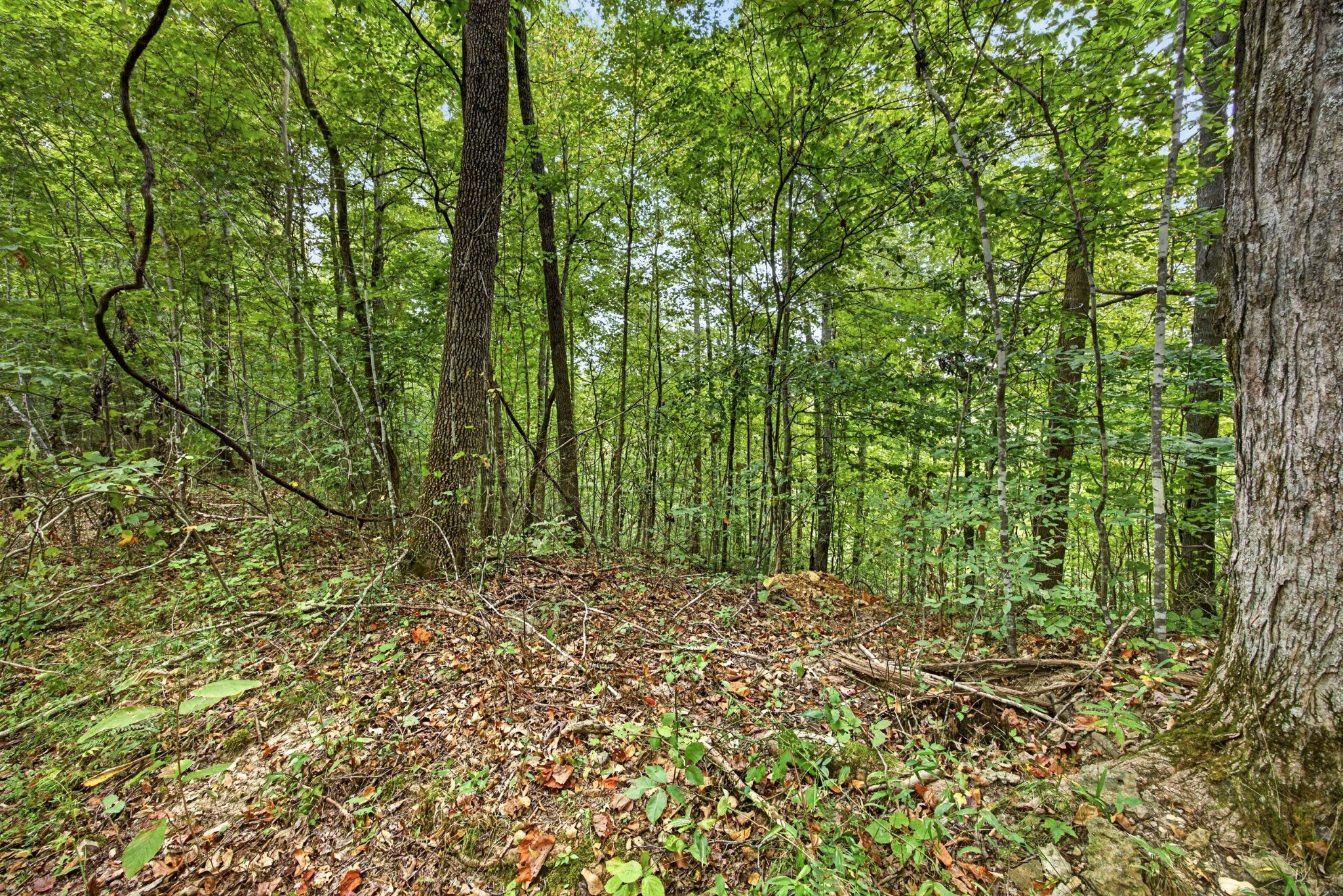 0 Timber Ridge Lane Property Photo 1