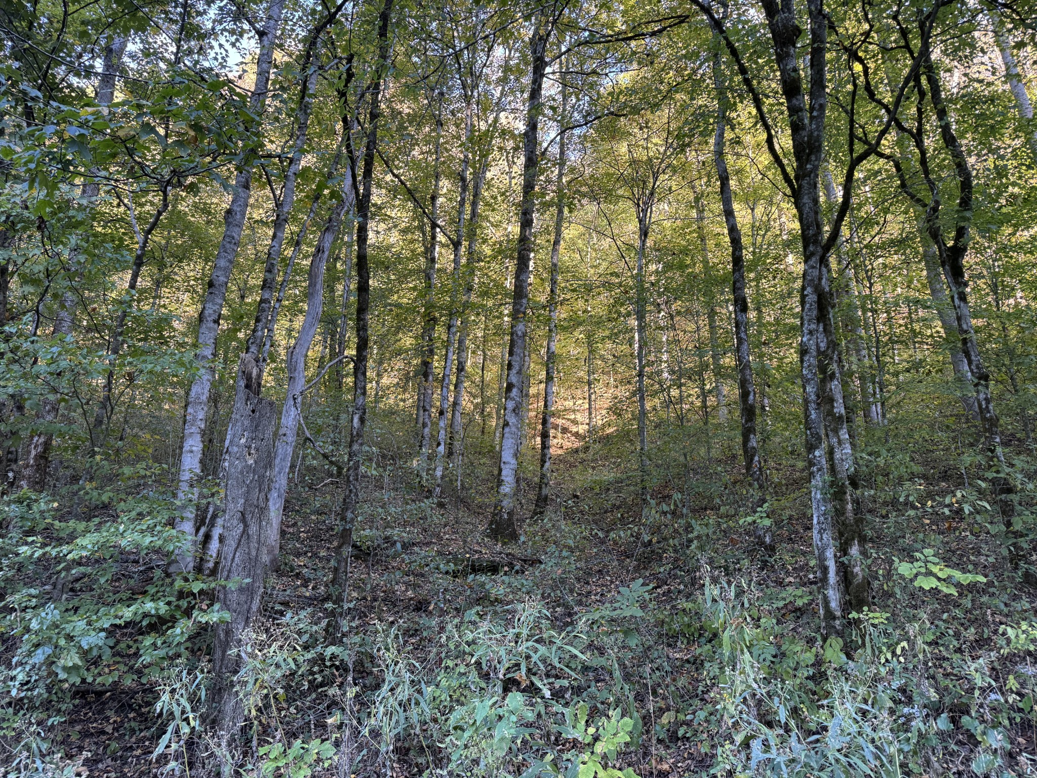 1301 S Fork Rd Property Photo 4