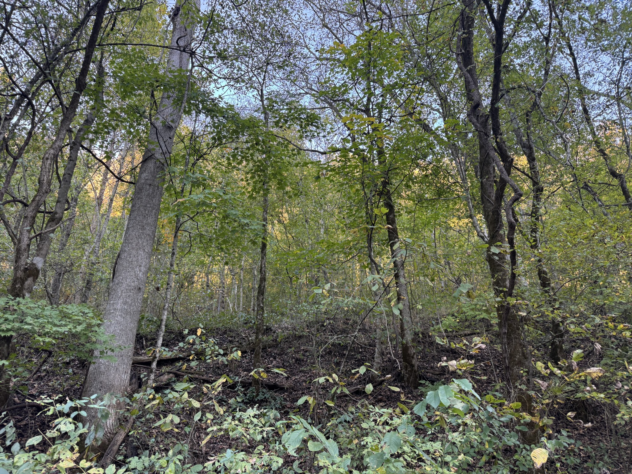 1301 S Fork Rd Property Photo 5