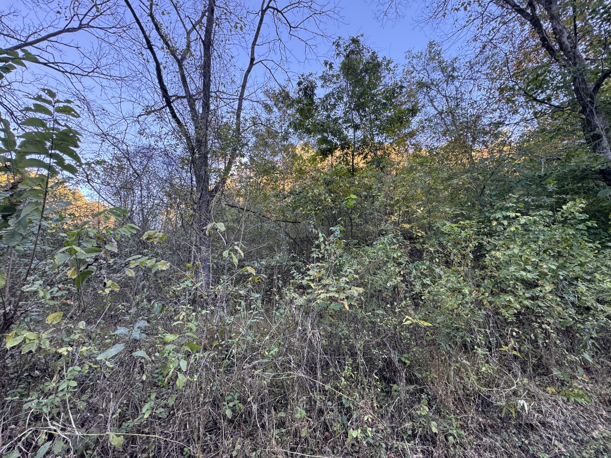 1301 S Fork Rd Property Photo 6