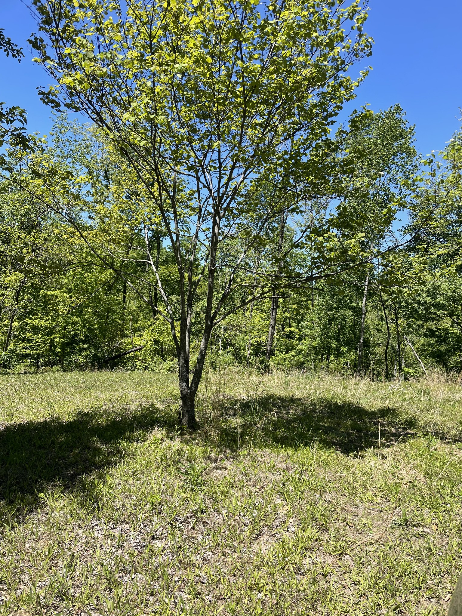0 Highway 52 W Property Photo 4