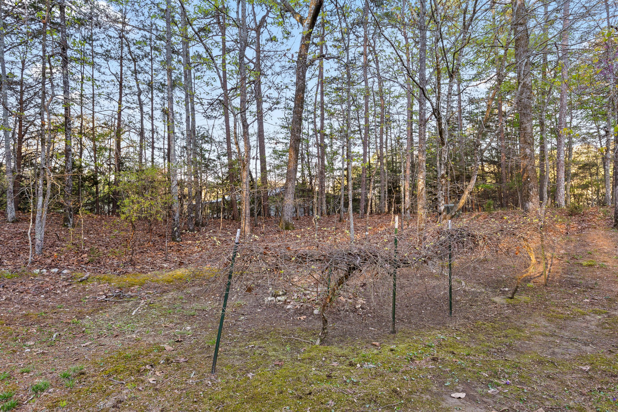 8710 Hidden Branches Road Property Photo 71