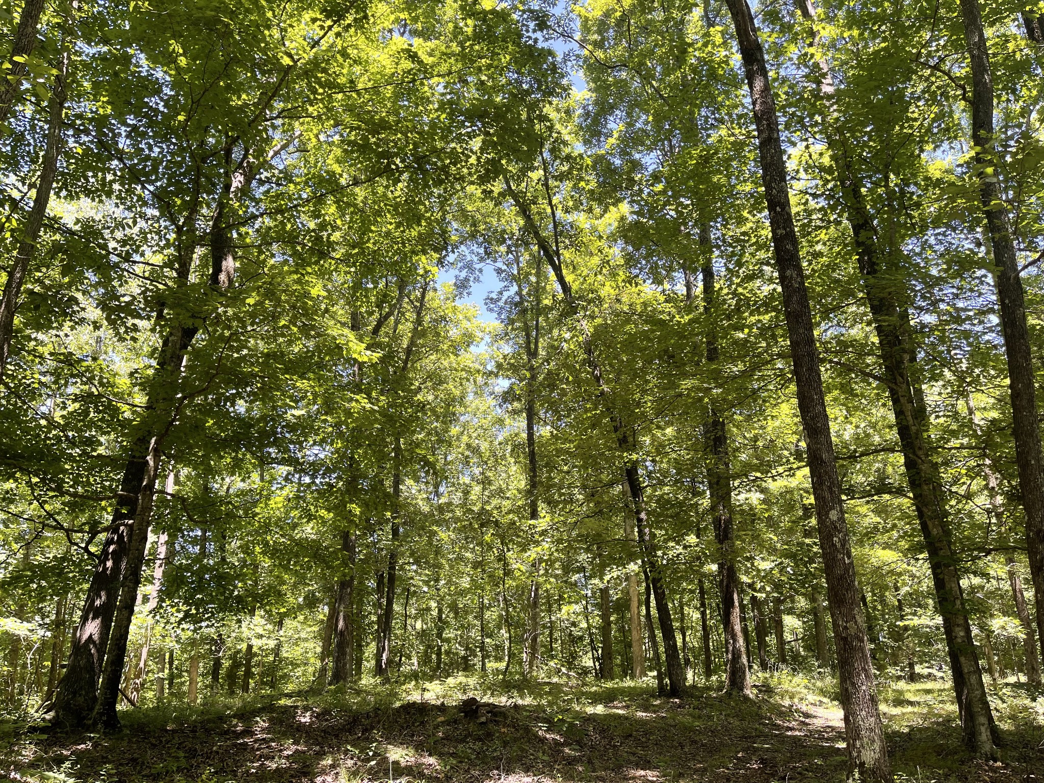 7804 Highway 412, E Property Photo 4