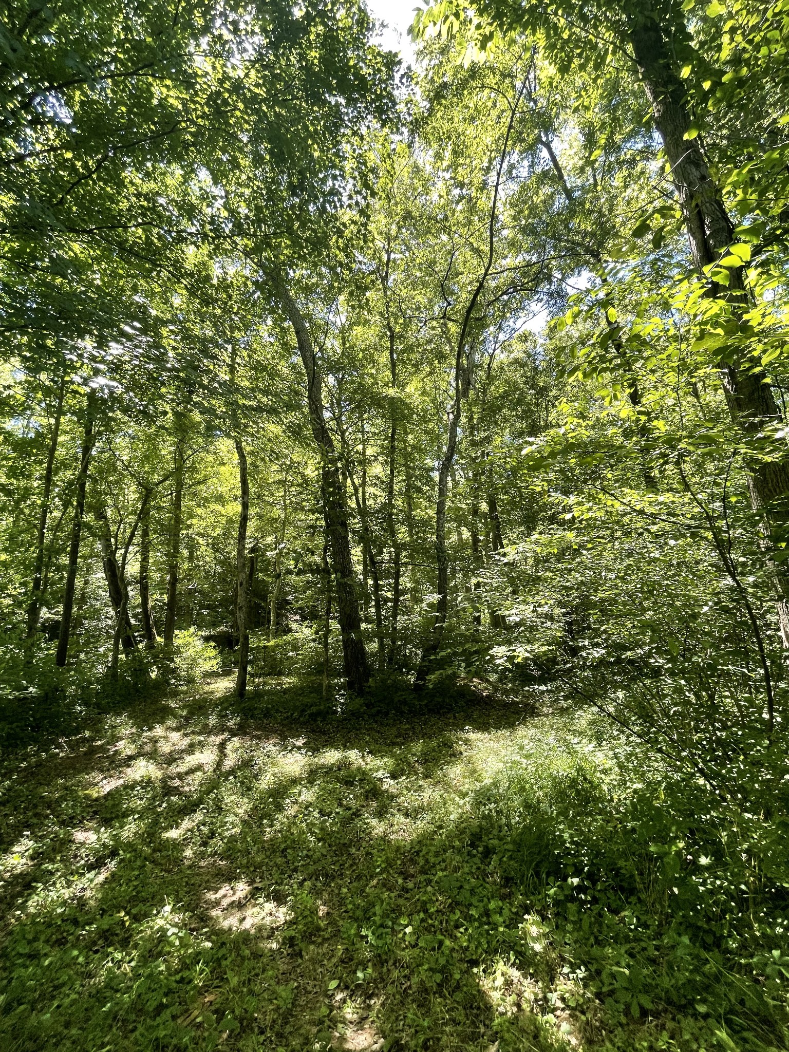 7804 Highway 412, E Property Photo 27