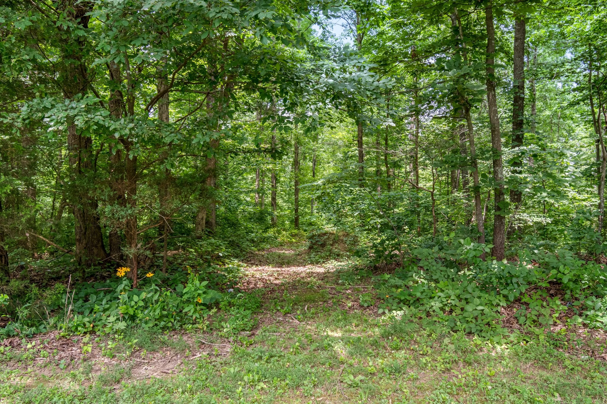 136 Pack Annex Rd Property Photo 52