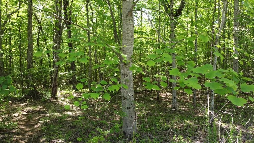 100 Goforth Rd Property Photo 10