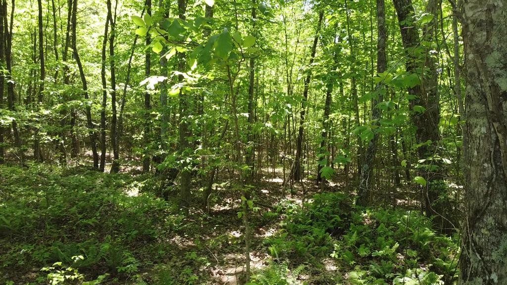 100 Goforth Rd Property Photo 11