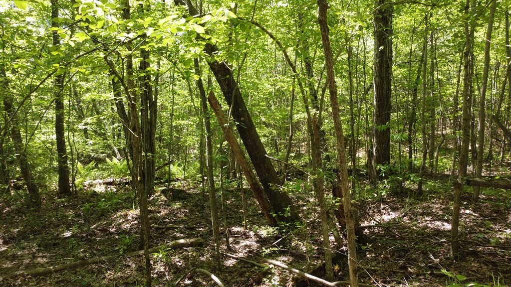100 Goforth Rd Property Photo 13