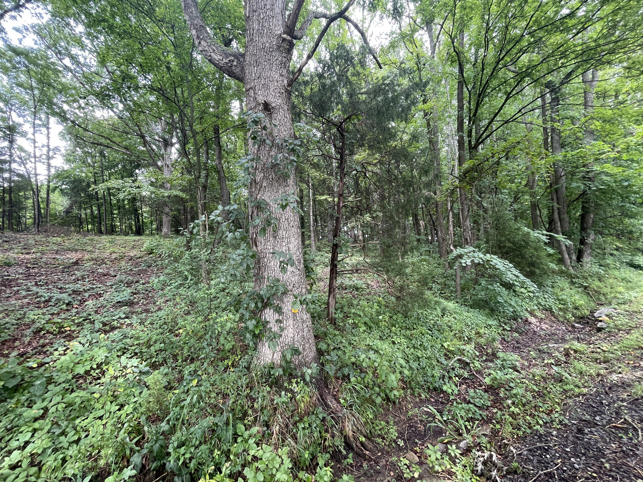 512 N Happy Hollow Rd Property Photo 4