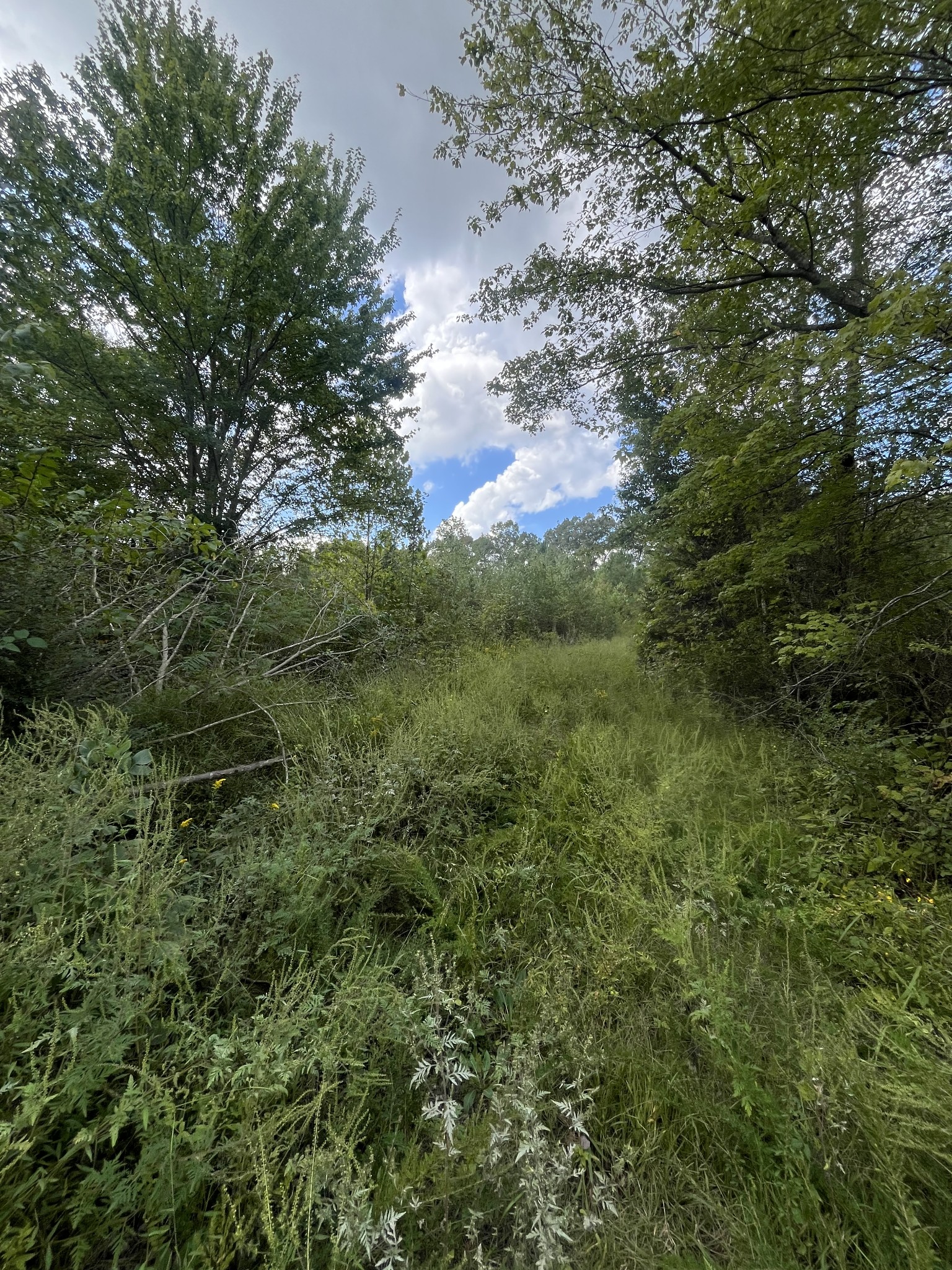 0 Moss Branch Rd Property Photo 2