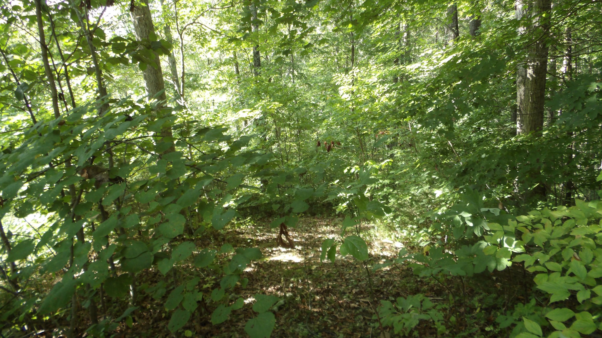 4179 Old Livingston Hwy Property Photo 23