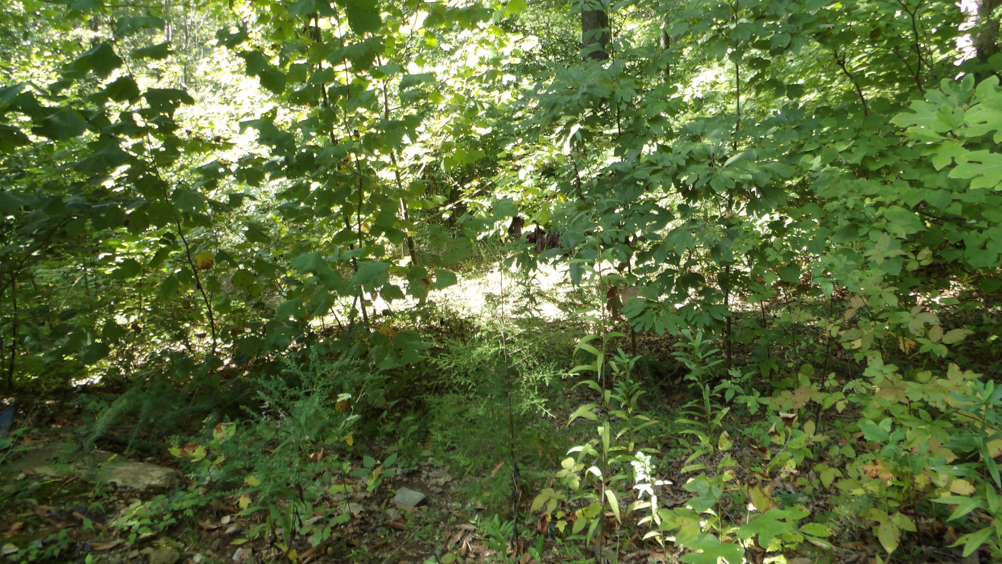 4179 Old Livingston Hwy Property Photo 24