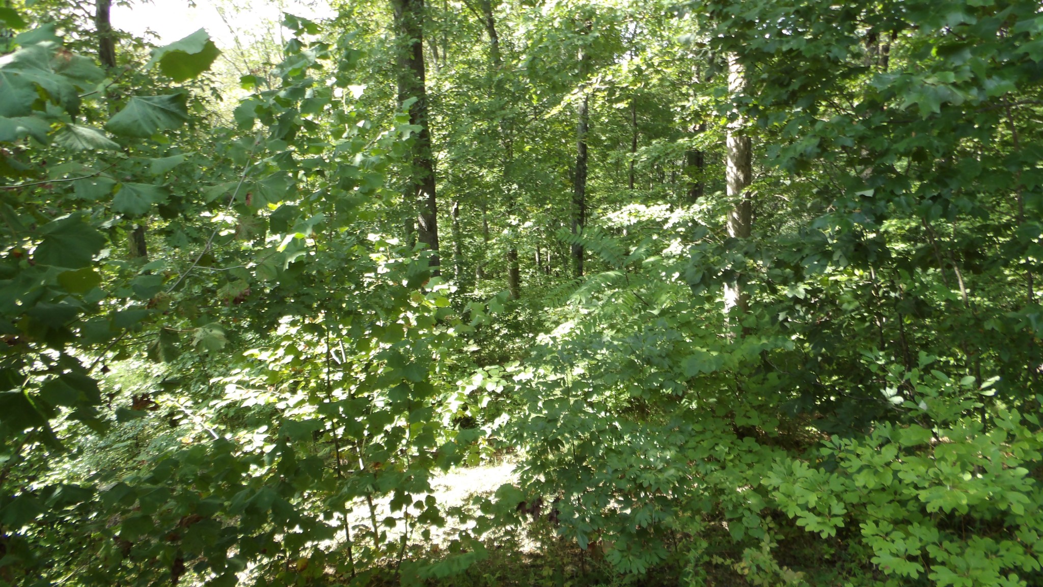 4179 Old Livingston Hwy Property Photo 25