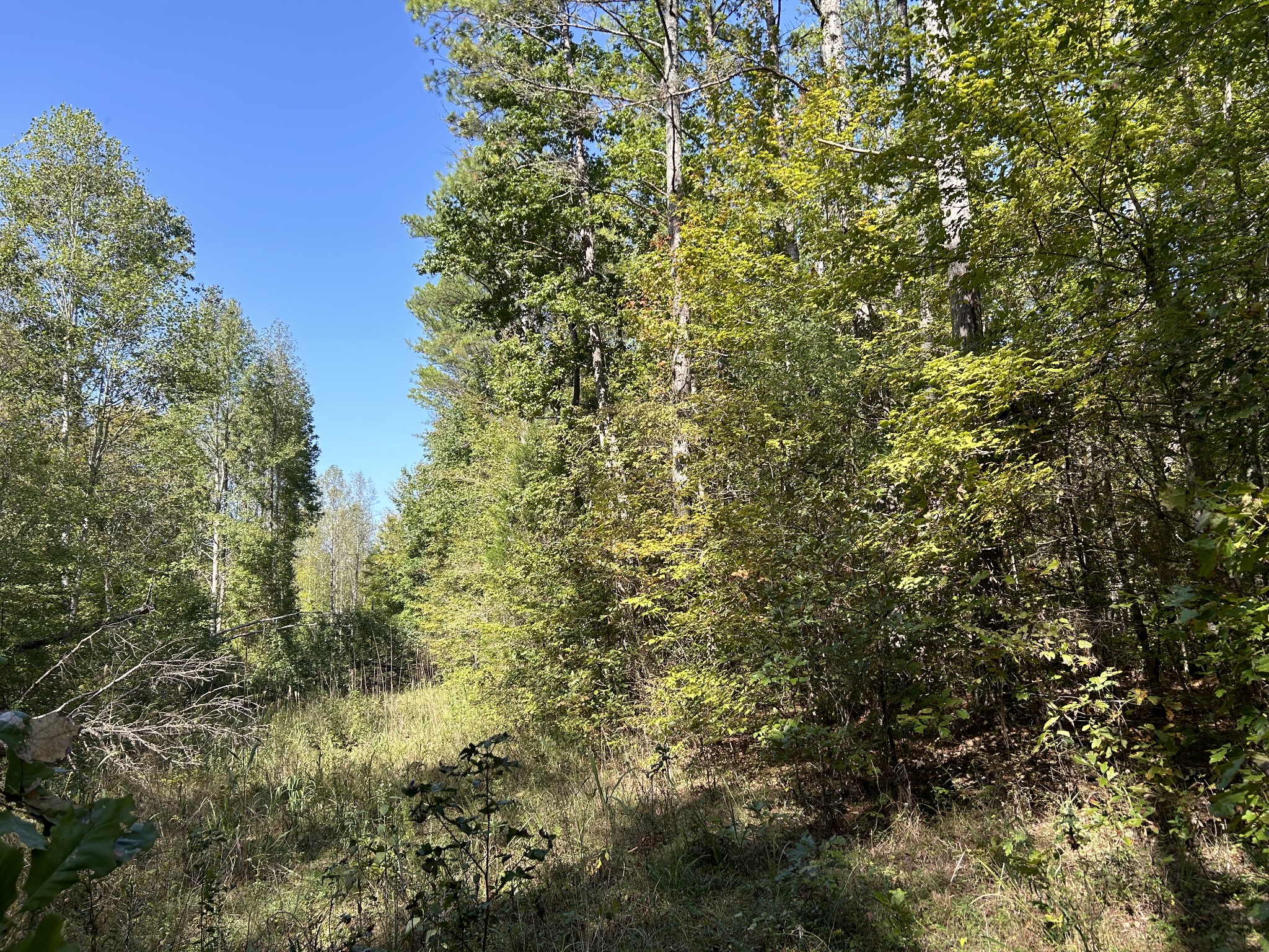 0 Camp Rd Property Photo 3
