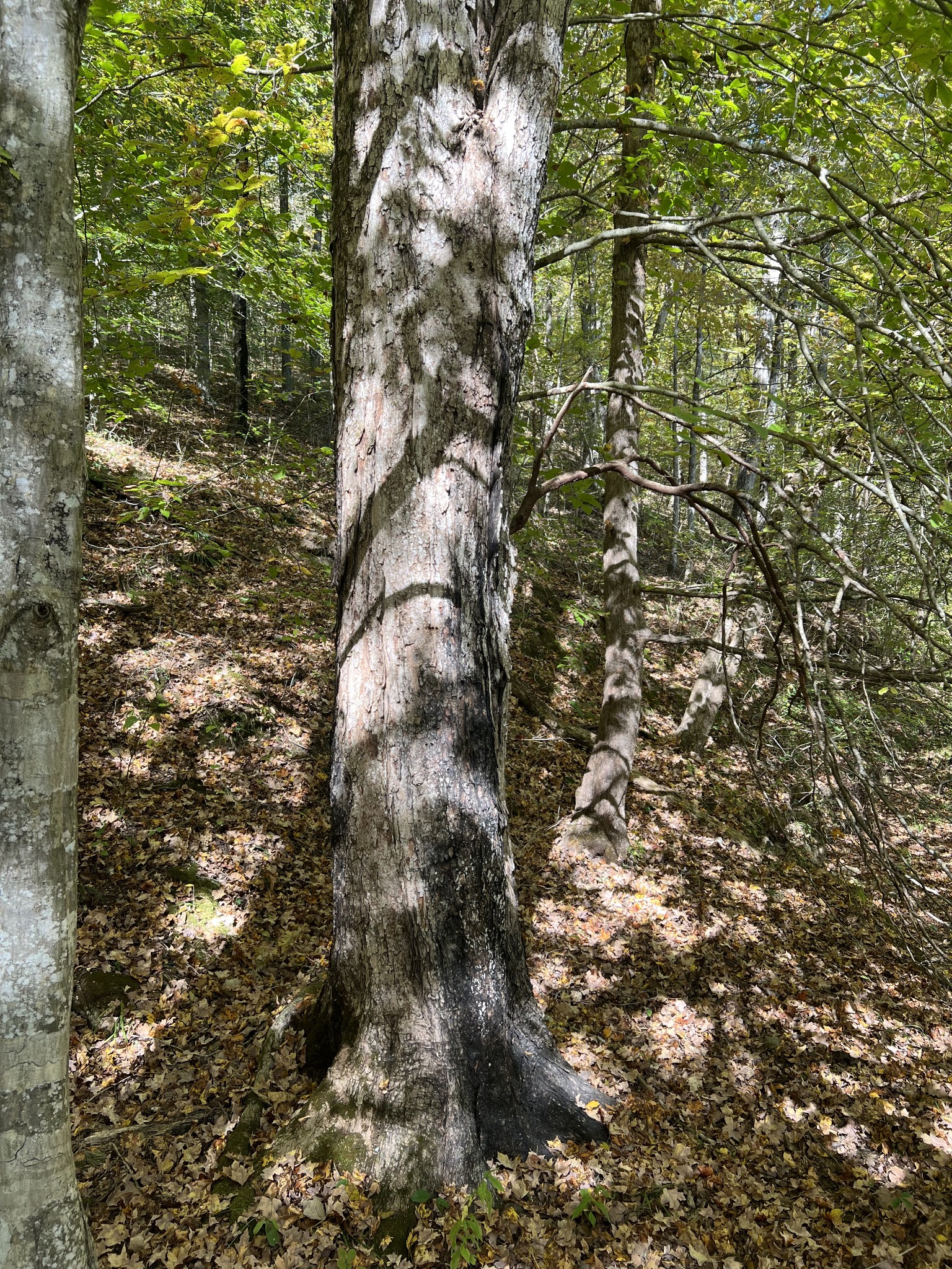 0 West Hunt Hollow Rd Property Photo 9