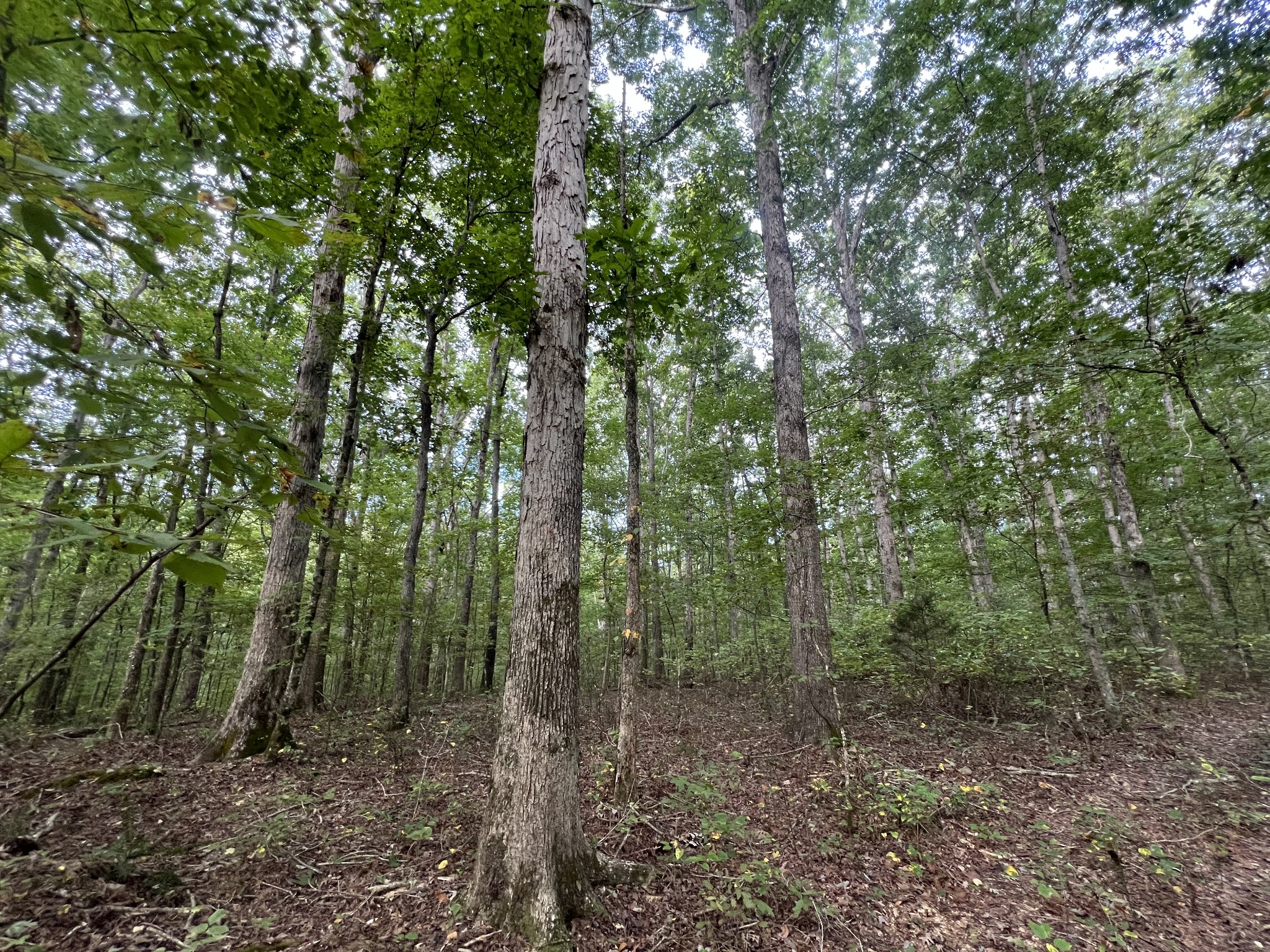 0 West Hunt Hollow Rd Property Photo 26