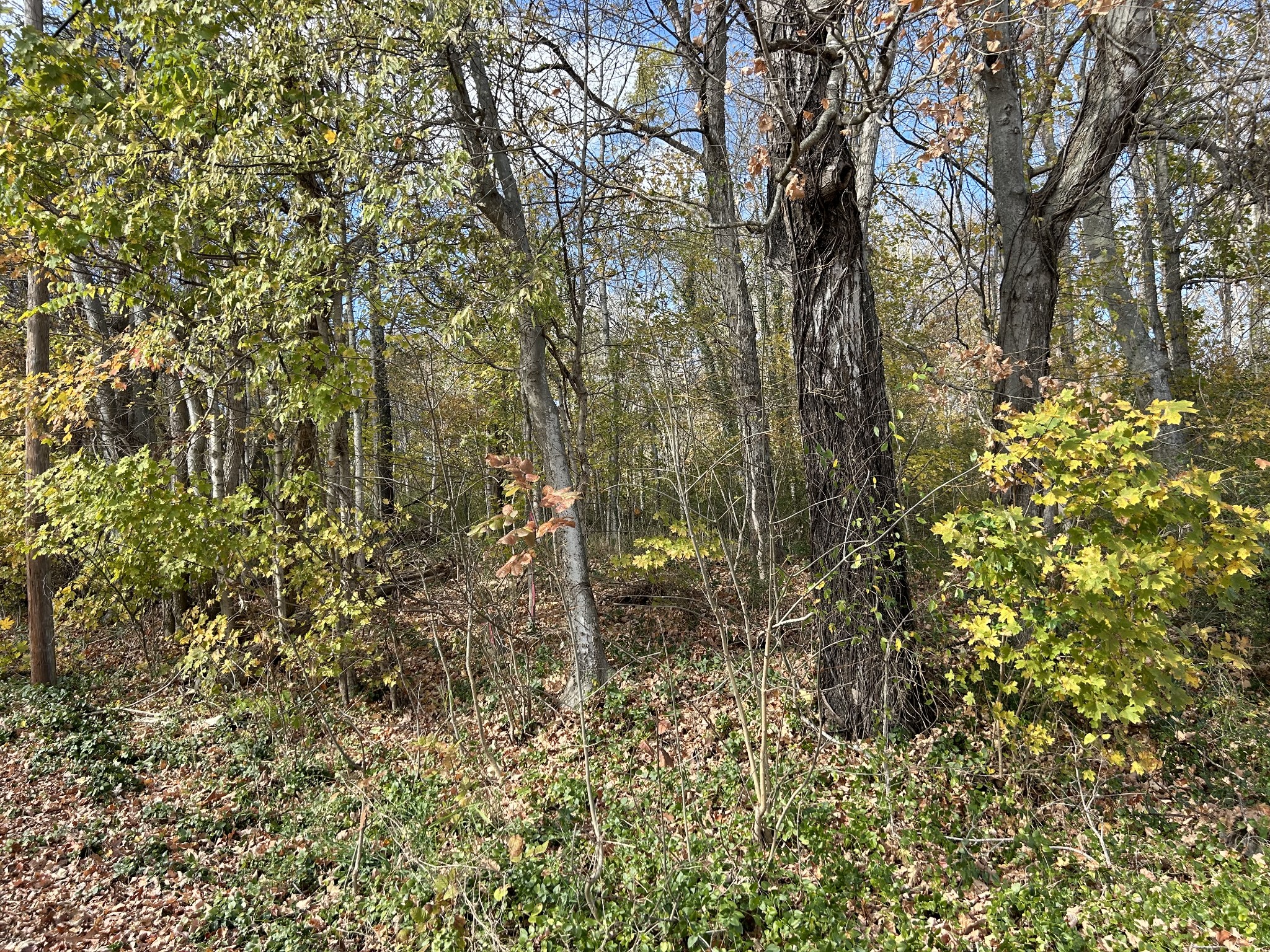 0 Palmyra Rd Property Photo 10