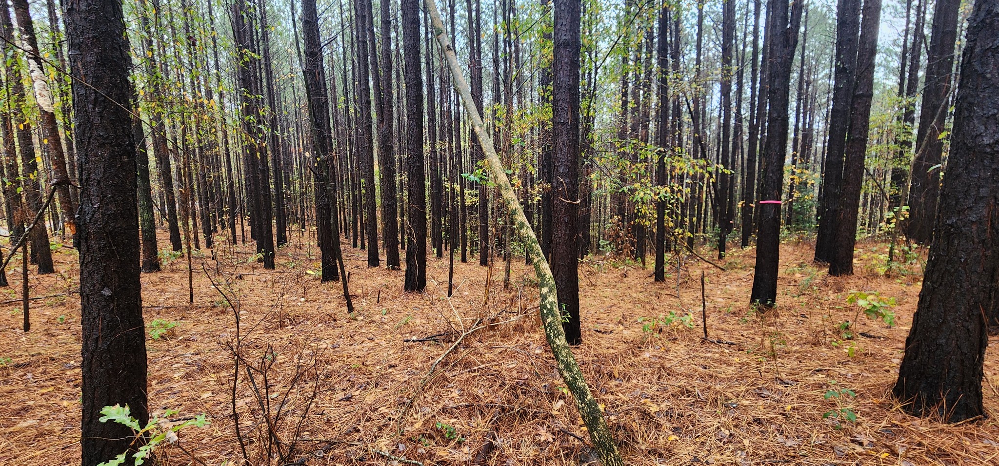 0 Williams Grove Rd Property Photo 2