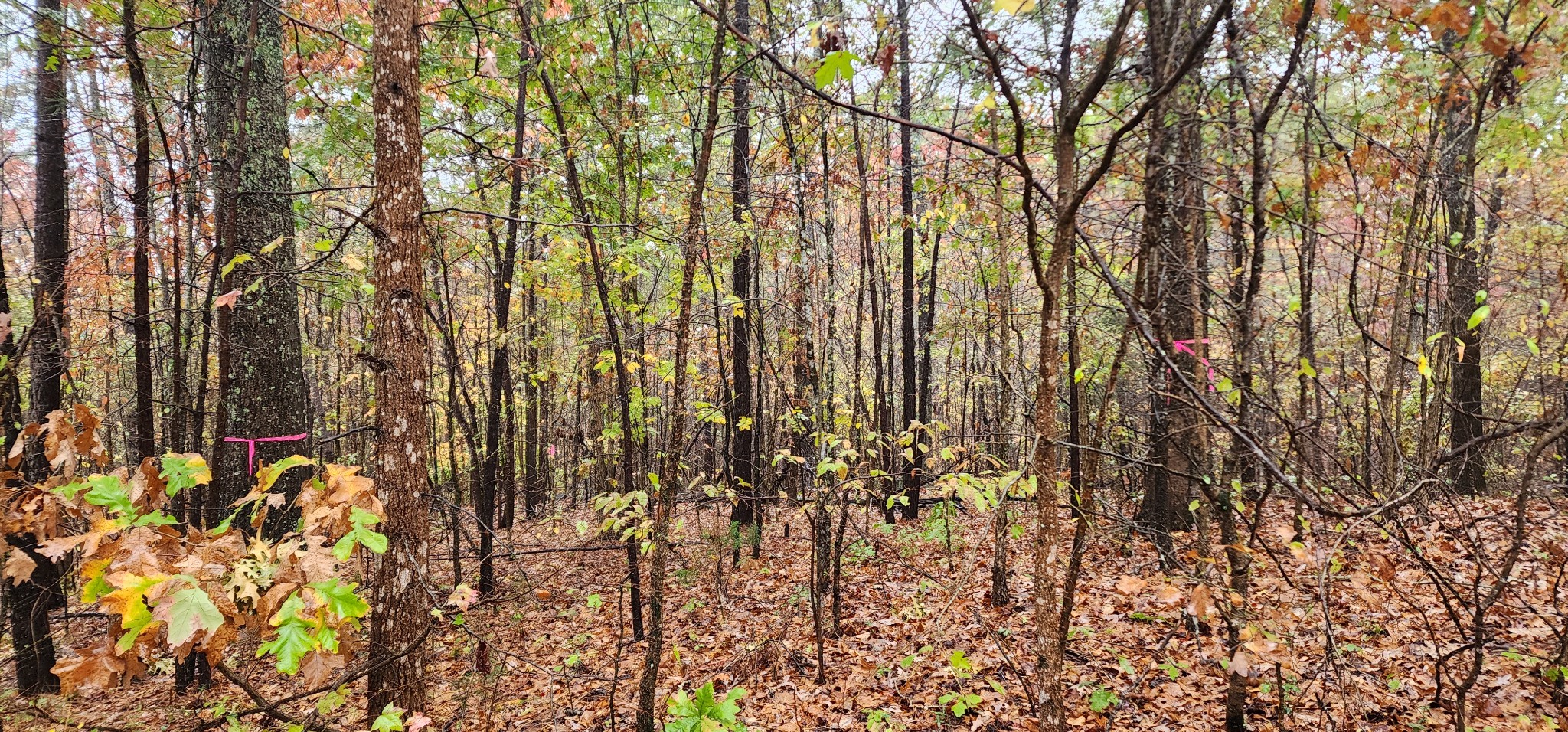 0 Williams Grove Rd Property Photo 4