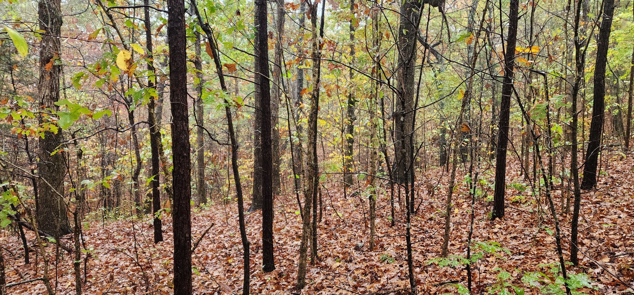 0 Williams Grove Rd Property Photo 6