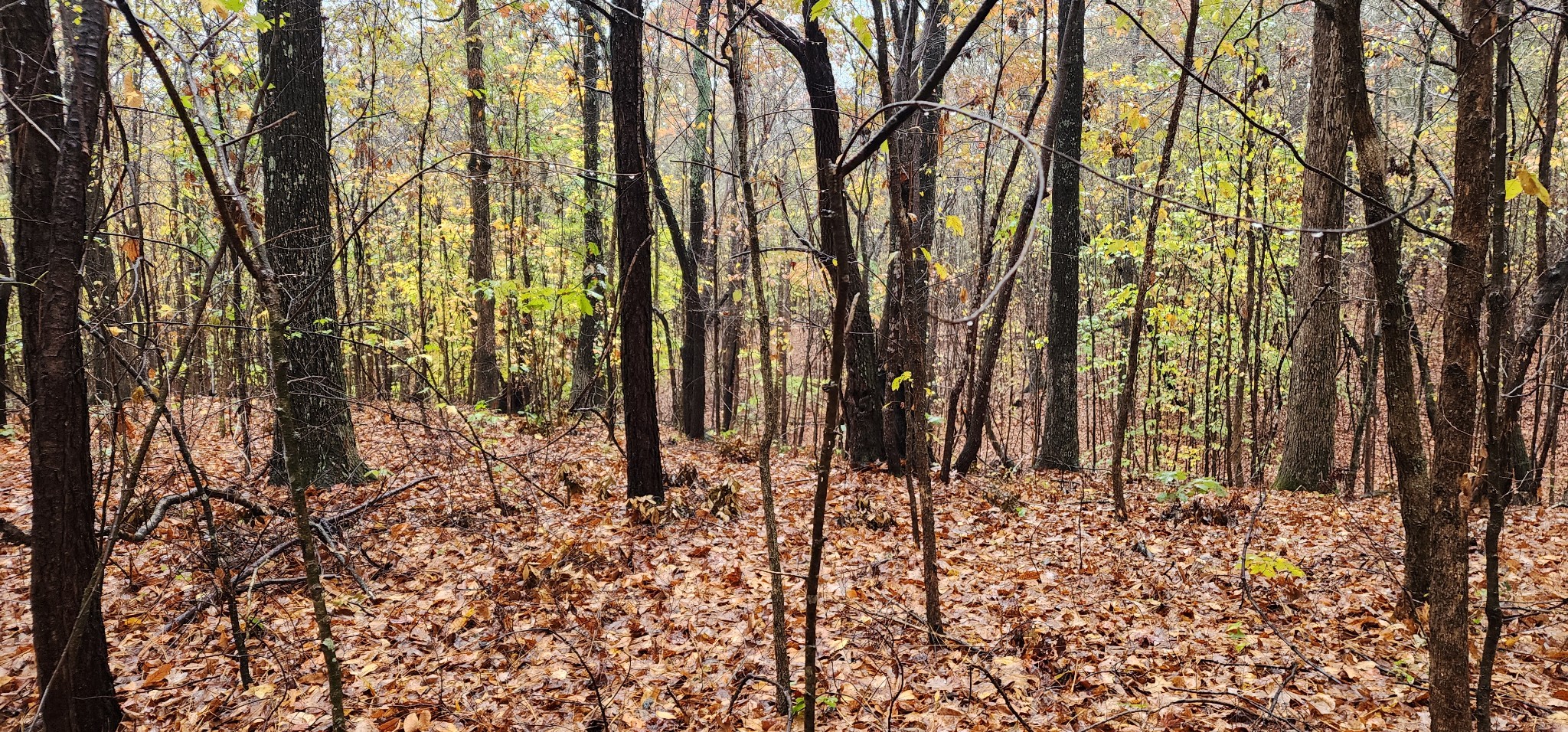 0 Williams Grove Rd Property Photo 8