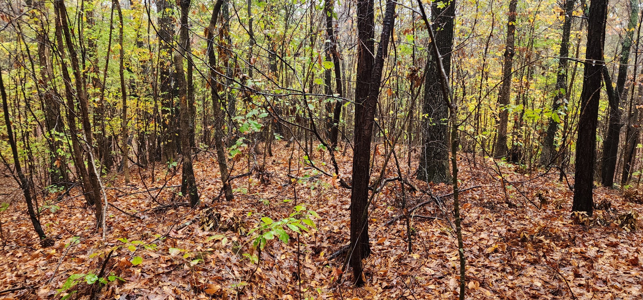 0 Williams Grove Rd Property Photo 10