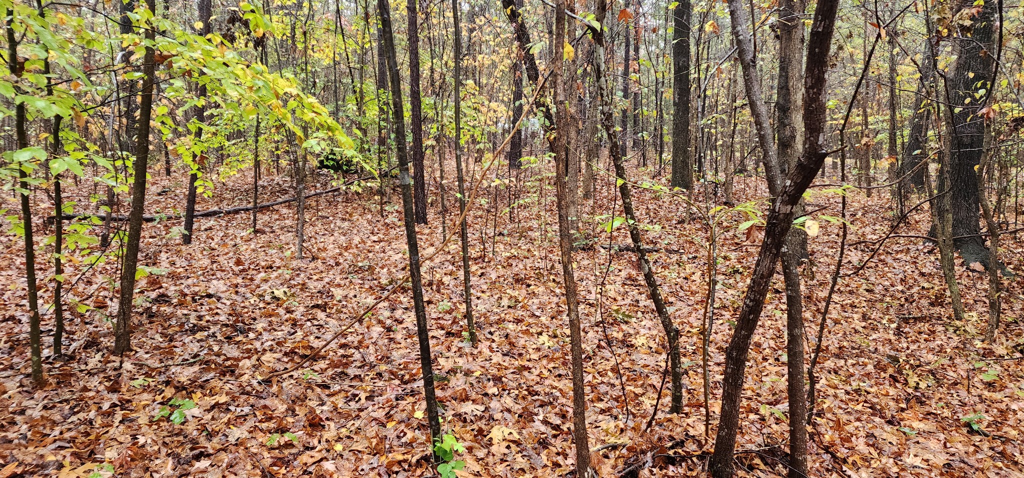 0 Williams Grove Rd Property Photo 11