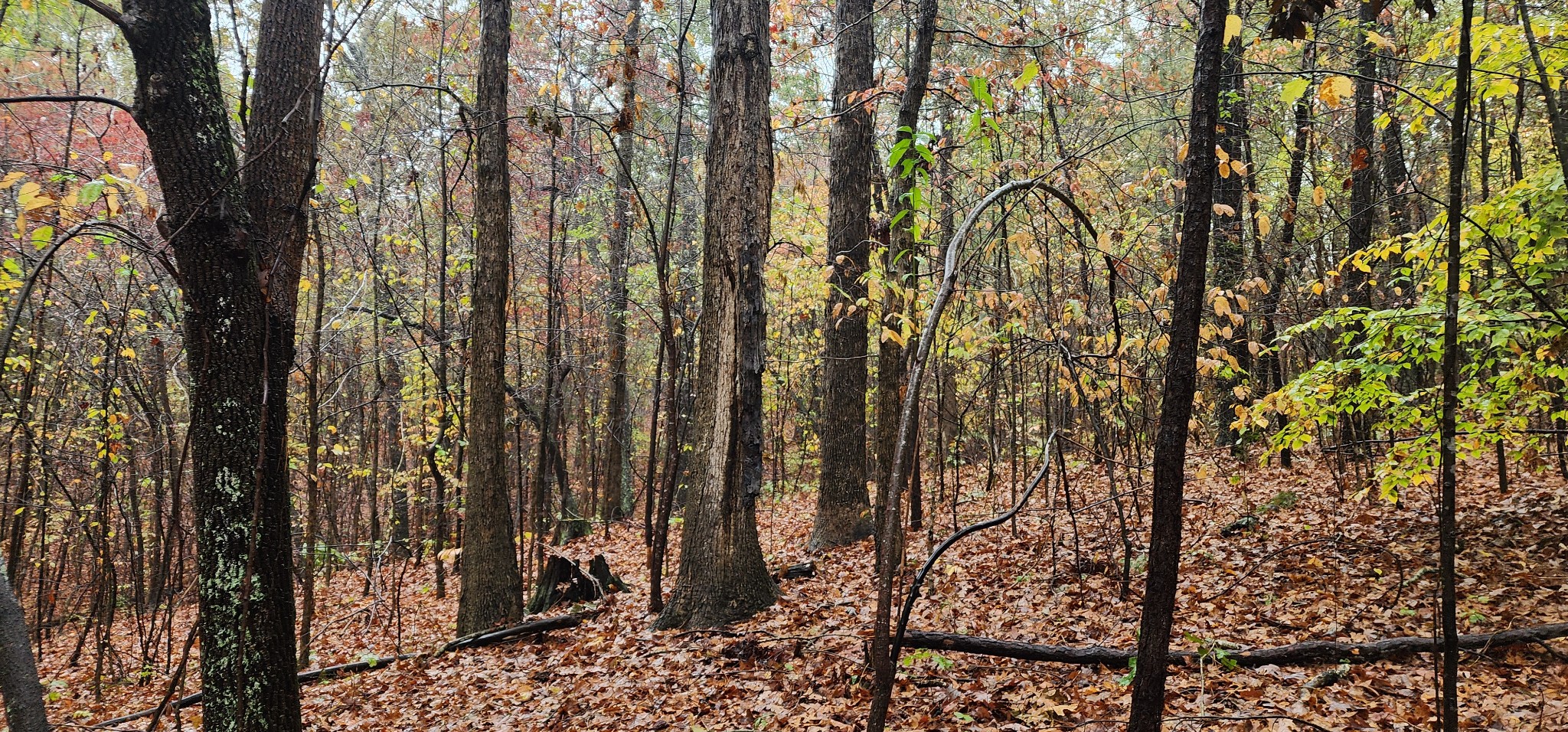 0 Williams Grove Rd Property Photo 12