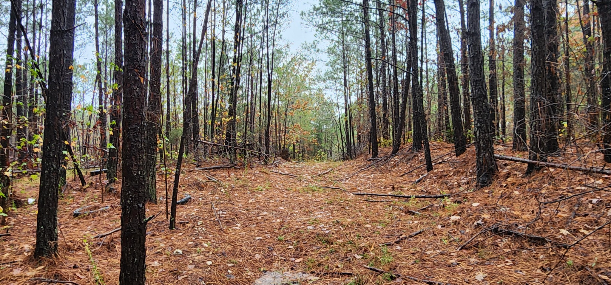 0 Williams Grove Rd Property Photo 2