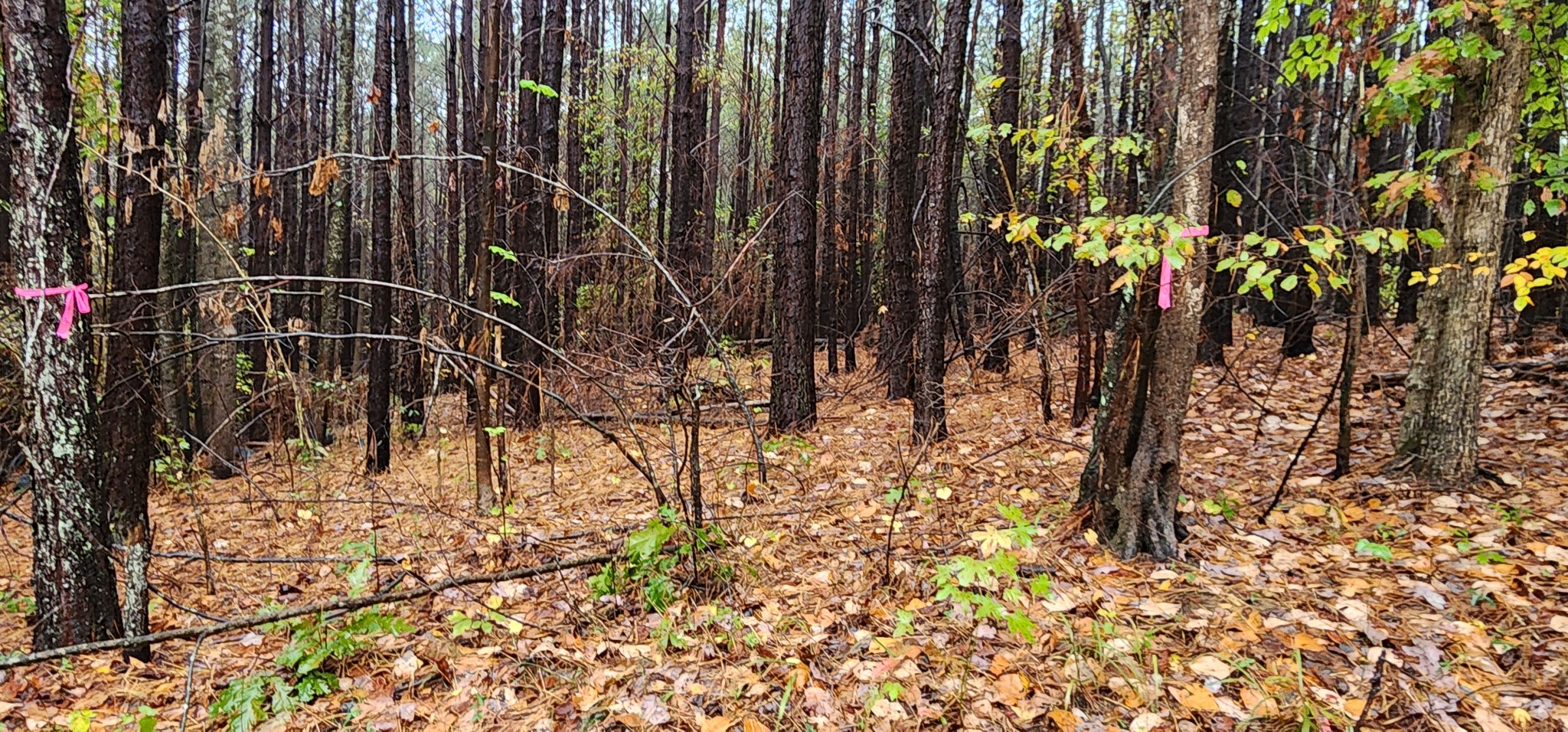 0 Williams Grove Rd Property Photo 3