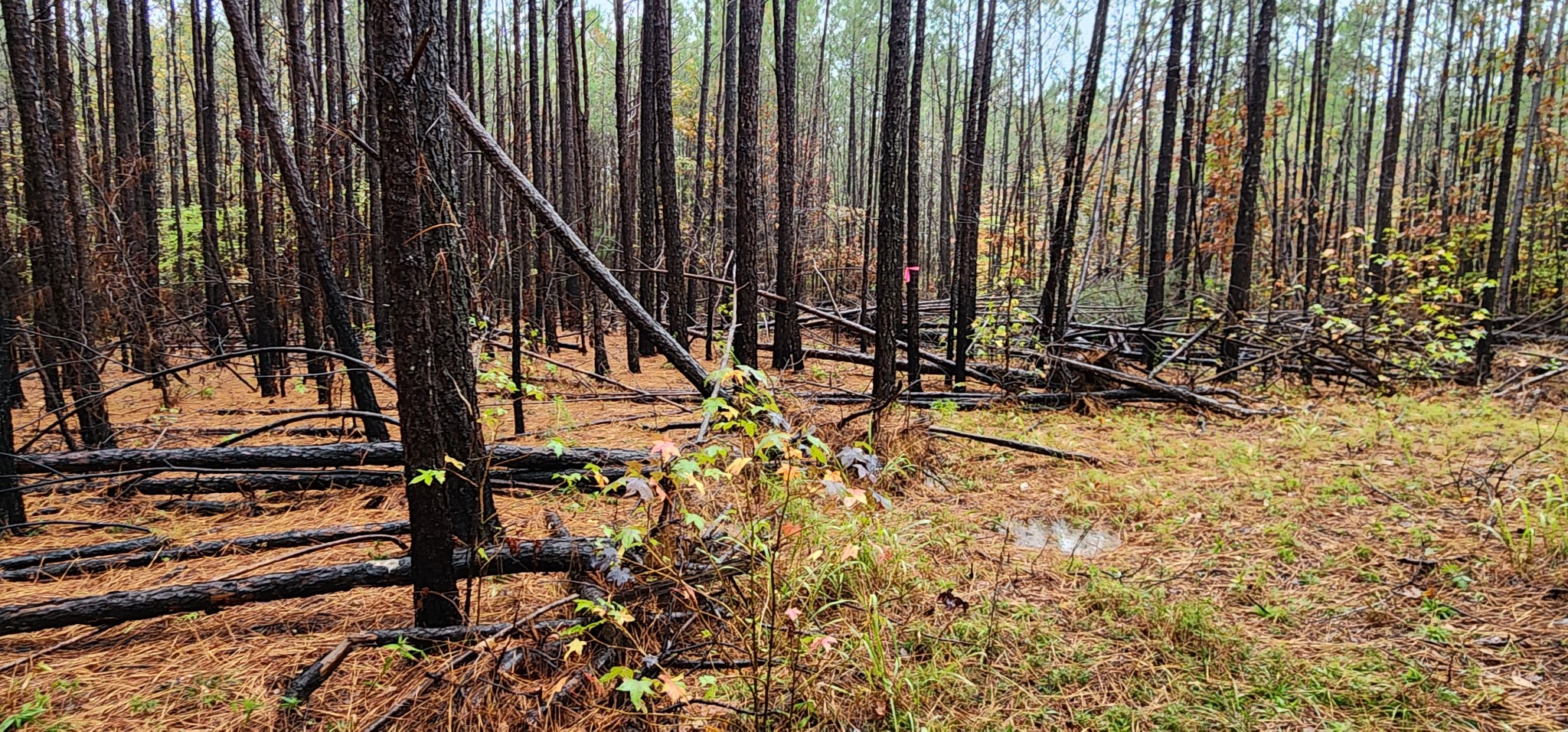 0 Williams Grove Rd Property Photo 8