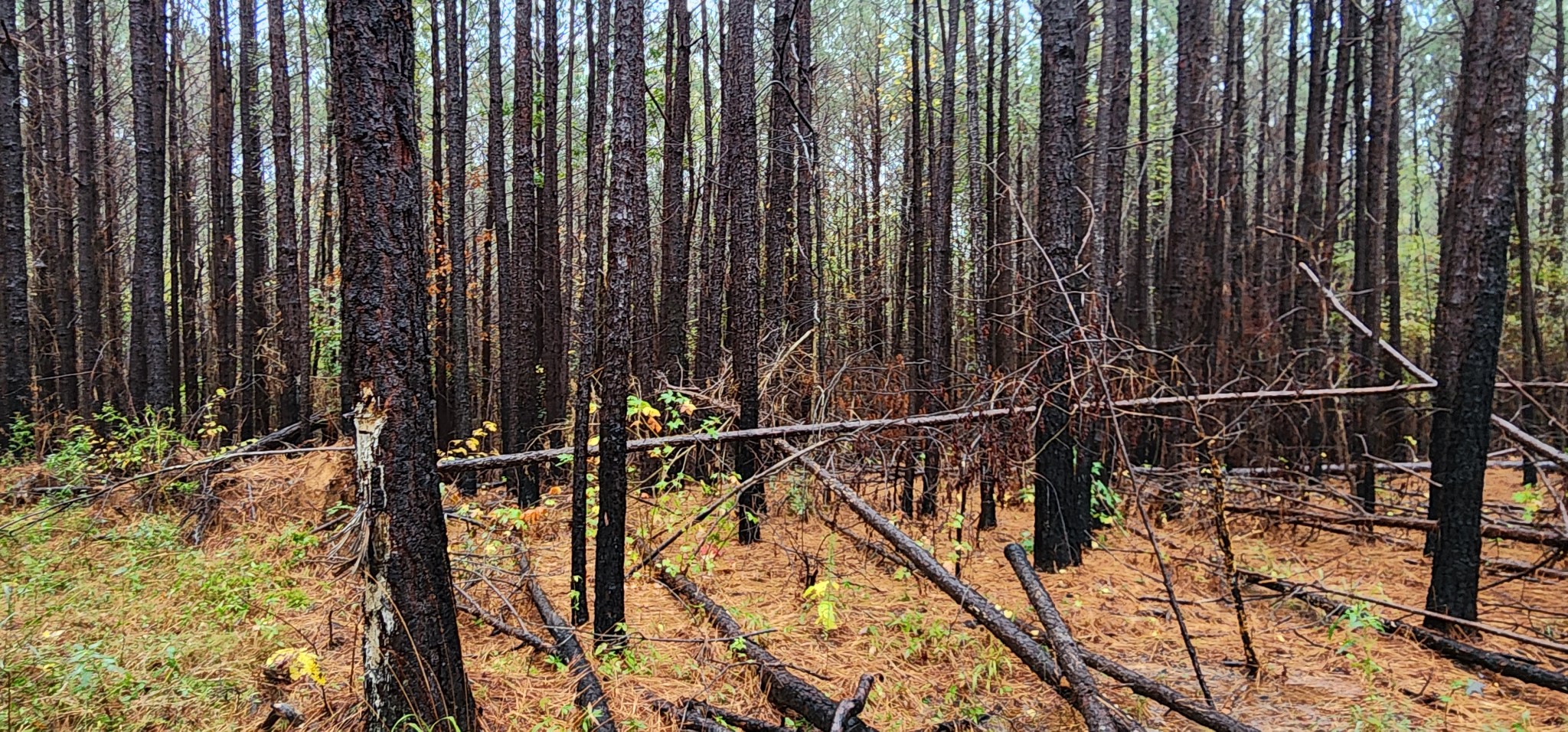 0 Williams Grove Rd Property Photo 10