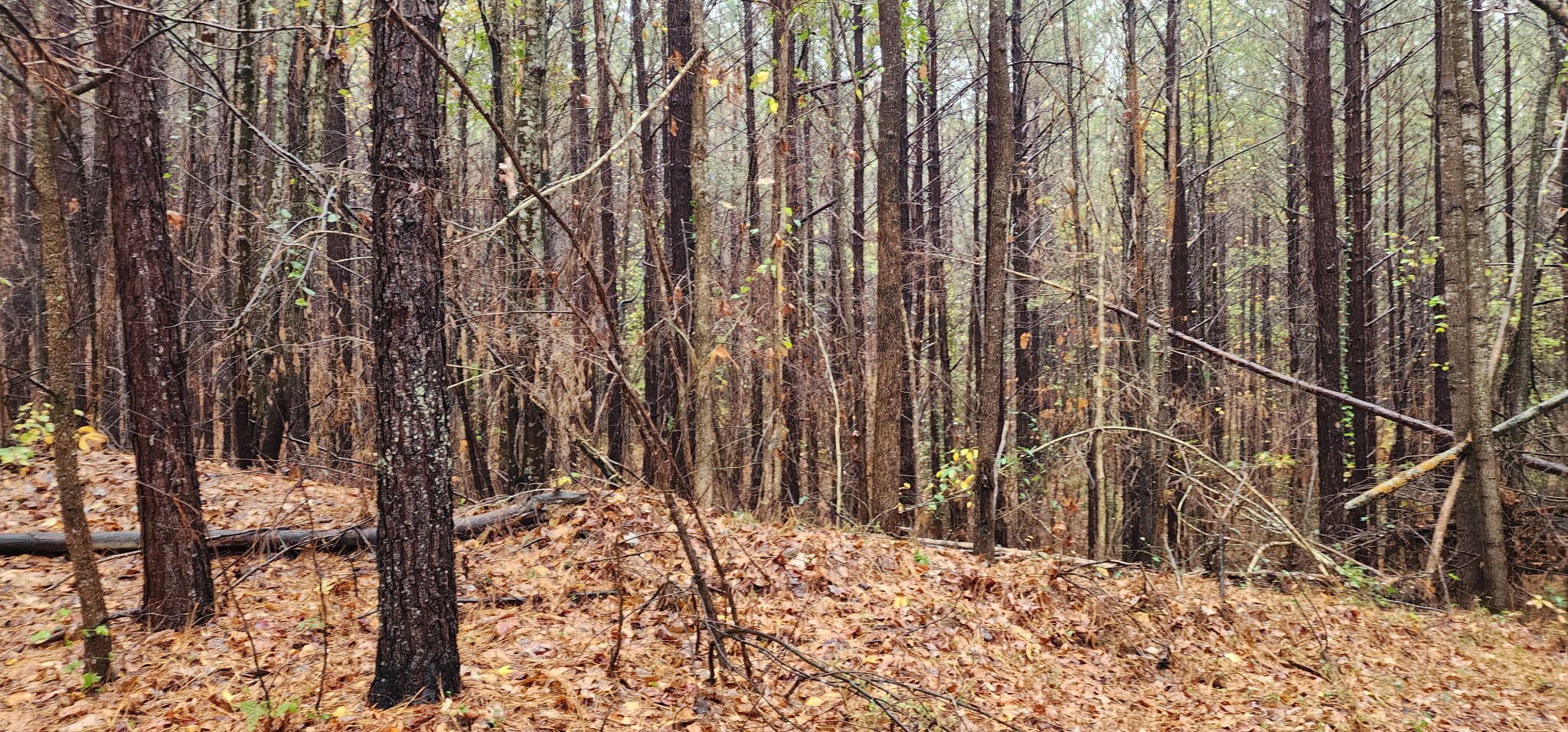 0 Williams Grove Rd Property Photo 11