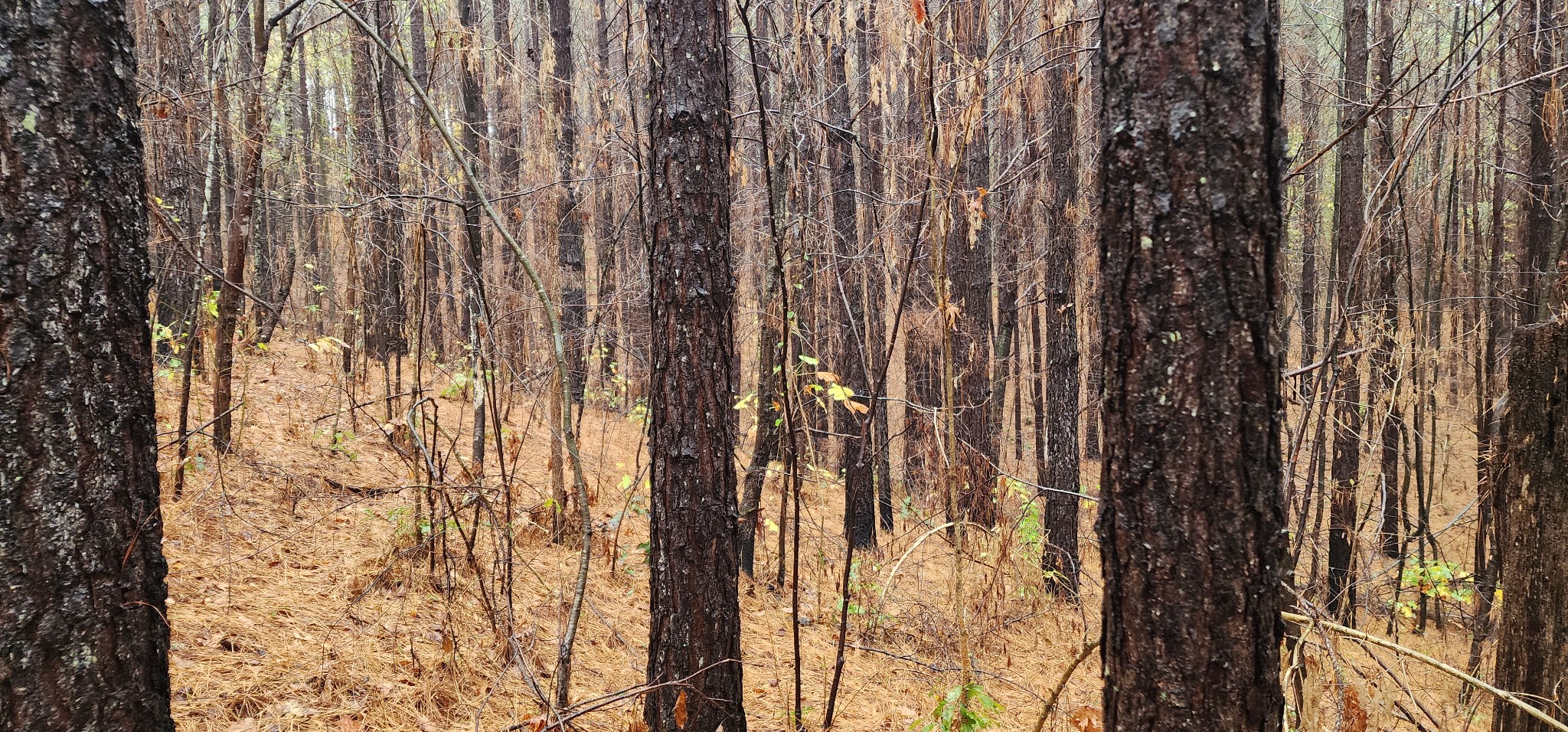 0 Williams Grove Rd Property Photo 13
