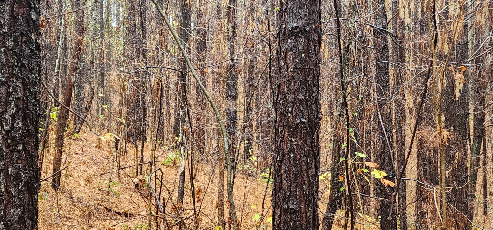 0 Williams Grove Rd Property Photo 14