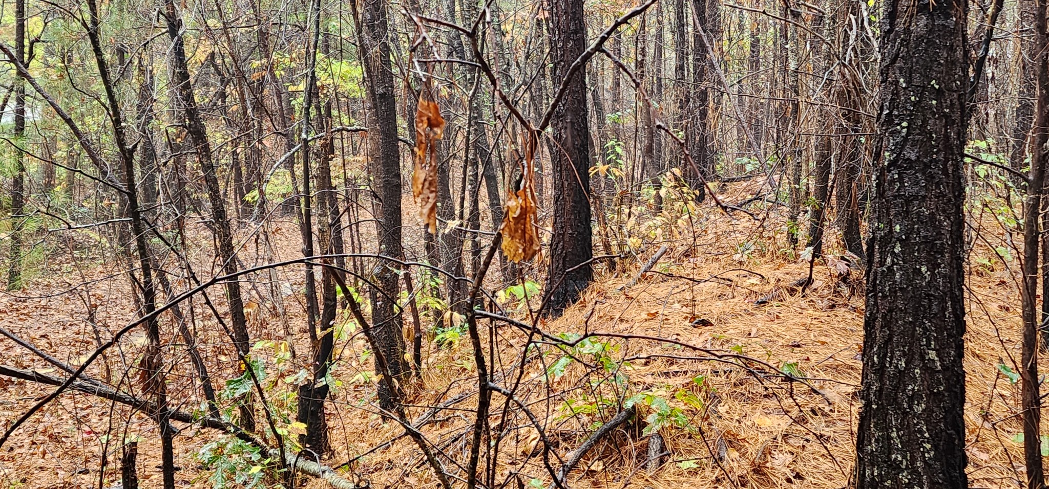0 Williams Grove Rd Property Photo 15