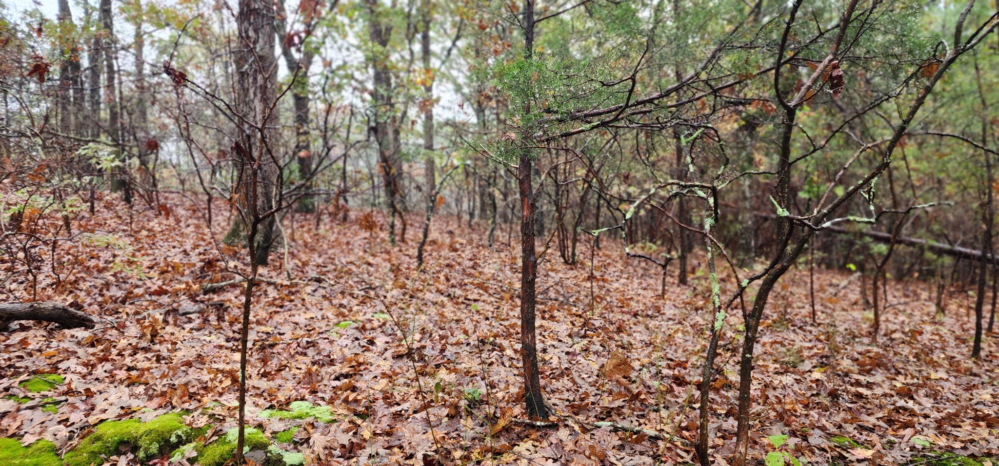 0 Williams Grove Rd Property Photo 16