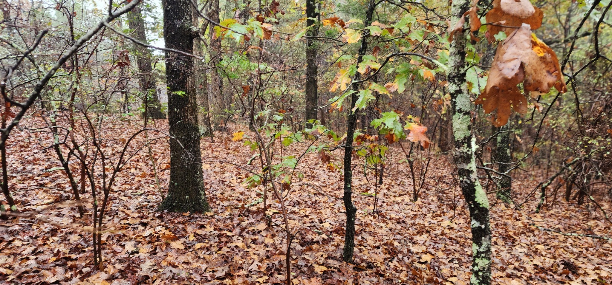 0 Williams Grove Rd Property Photo 18
