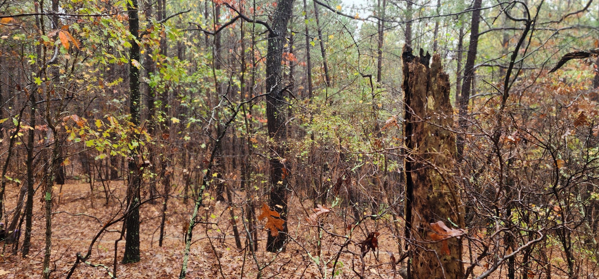 0 Williams Grove Rd Property Photo 19