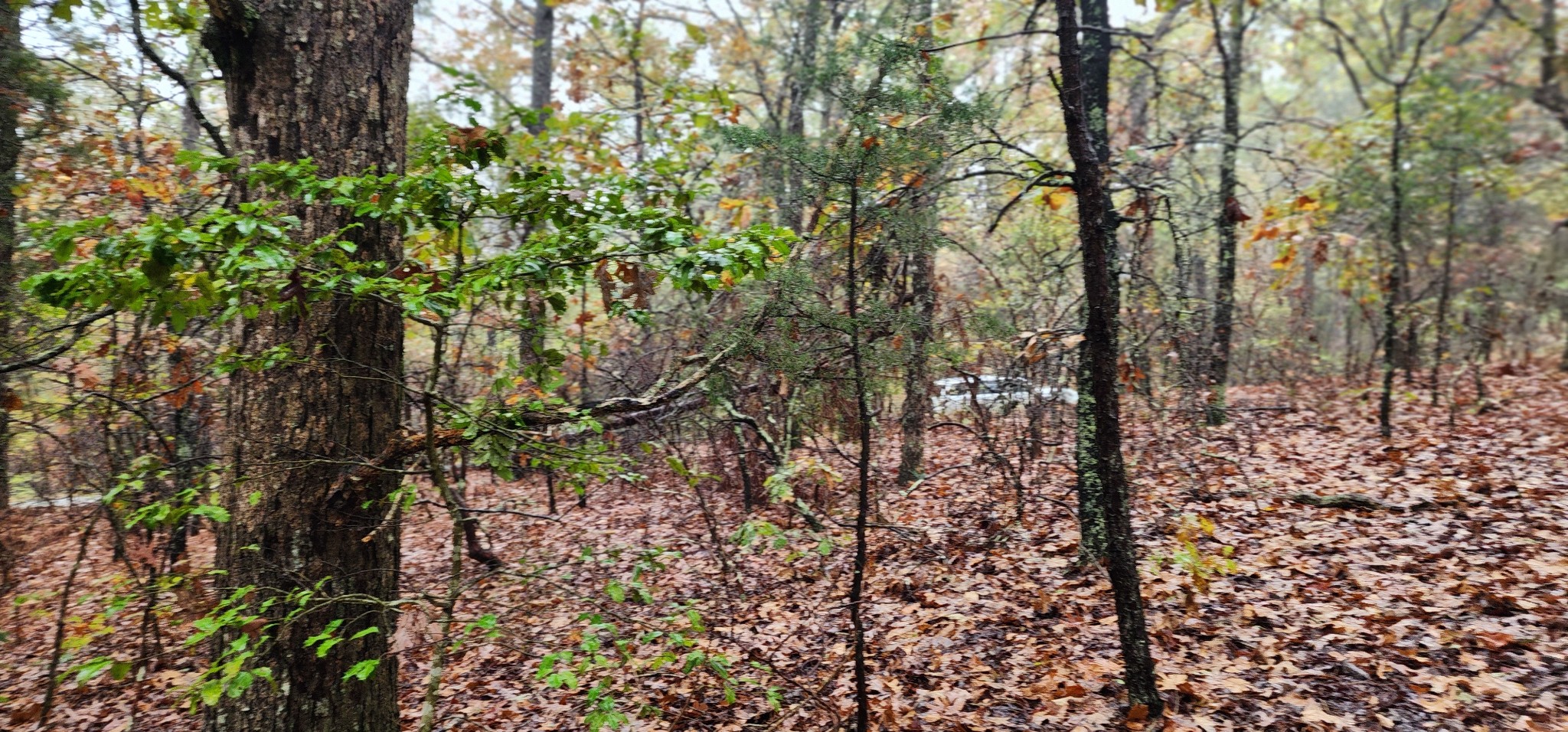 0 Williams Grove Rd Property Photo 21